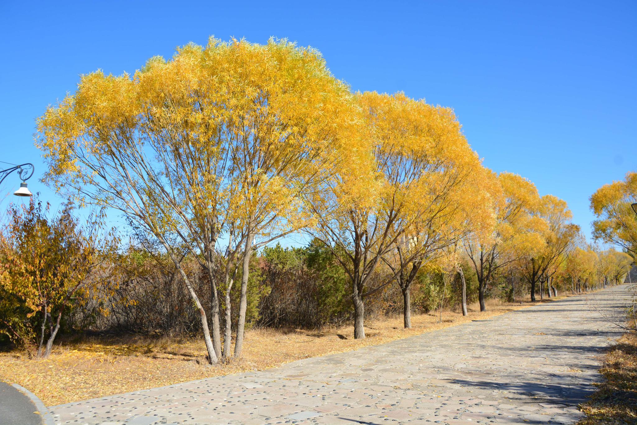 秋天金黄色的馒头柳,原创拍摄|馒头柳|金黄色|原创_新浪新闻