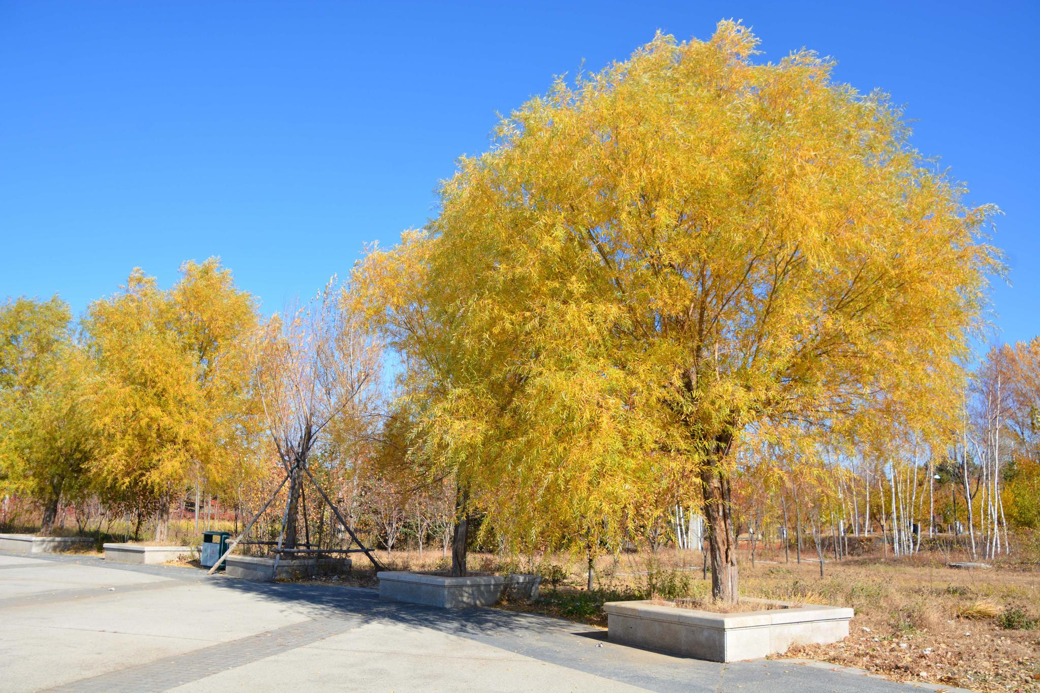 秋天金黄色的馒头柳,原创拍摄|馒头柳|金黄色|原创_新浪新闻