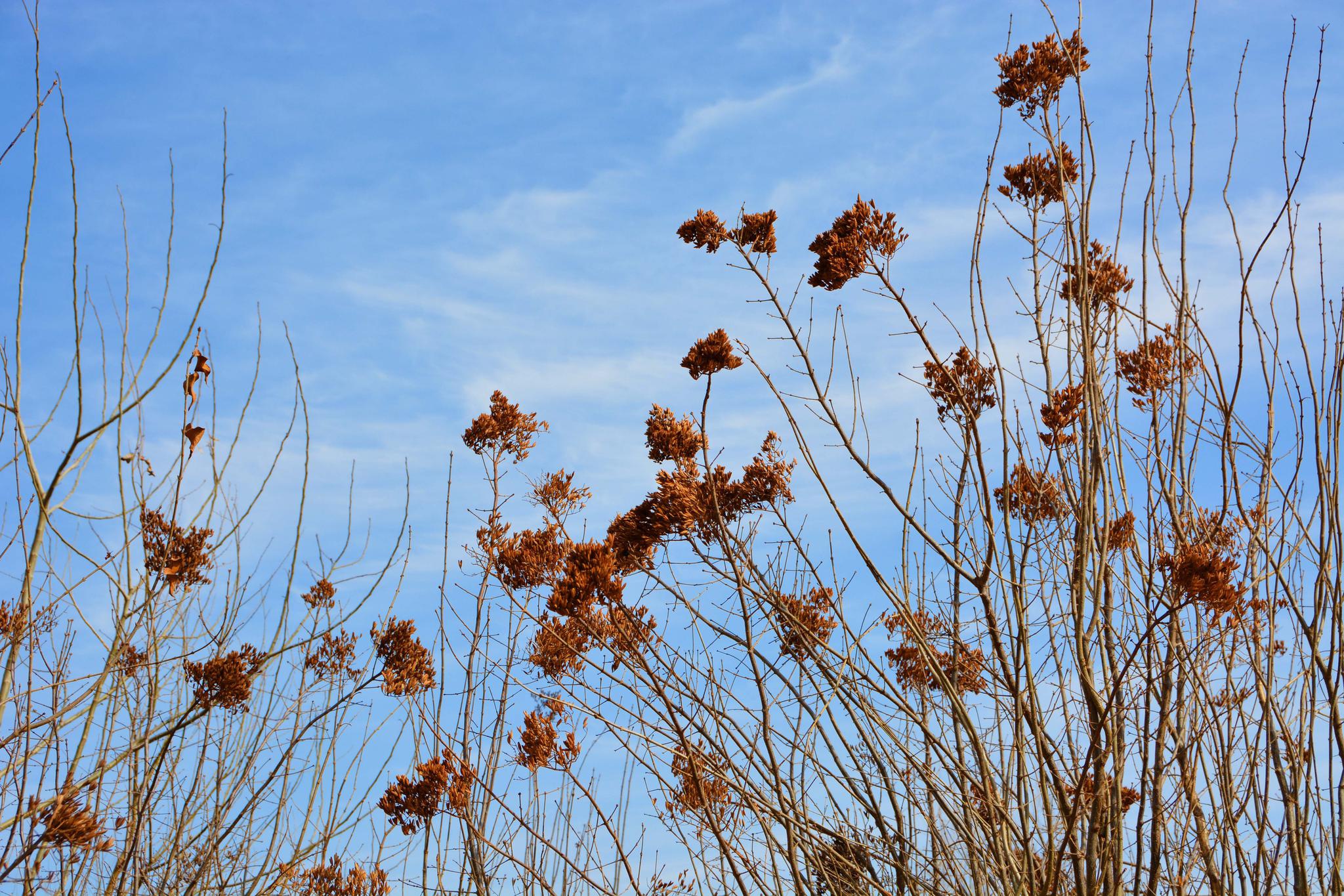 冬天的丁香树,原创拍摄|丁香树|原创|拍摄_新浪新闻