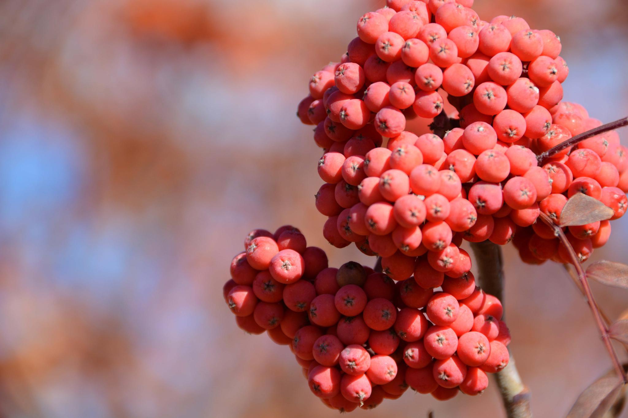 诱人的花楸果,原创拍摄|花楸|果花|原创_新浪新闻