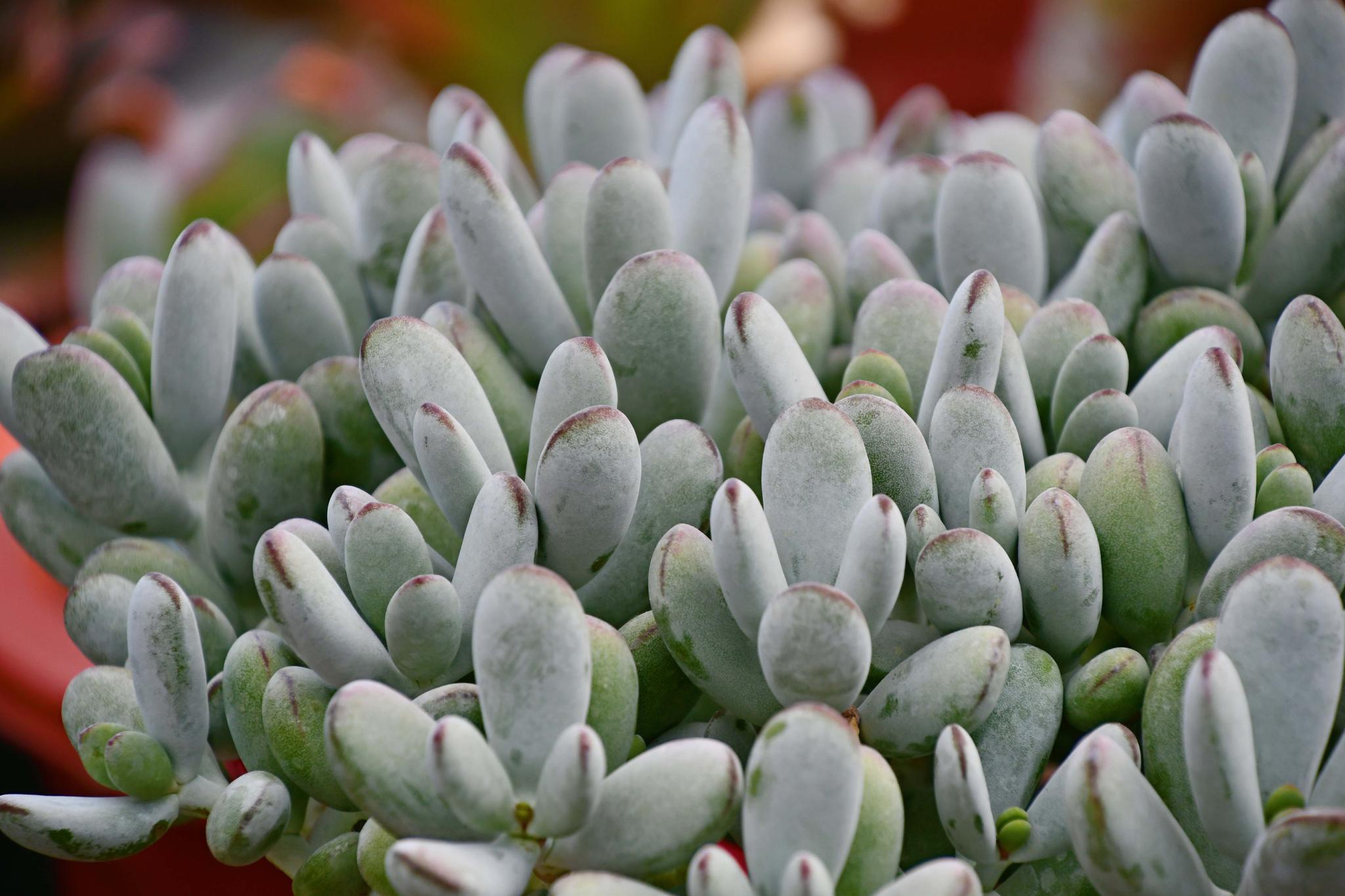 多肉植物桃美人,原创拍摄