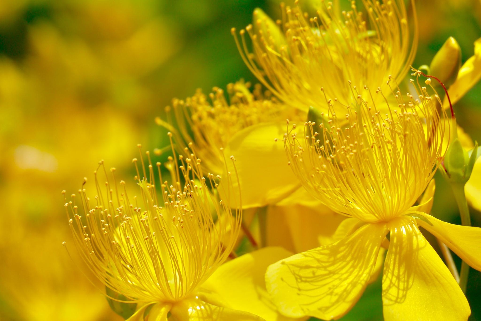 美丽的金丝桃花