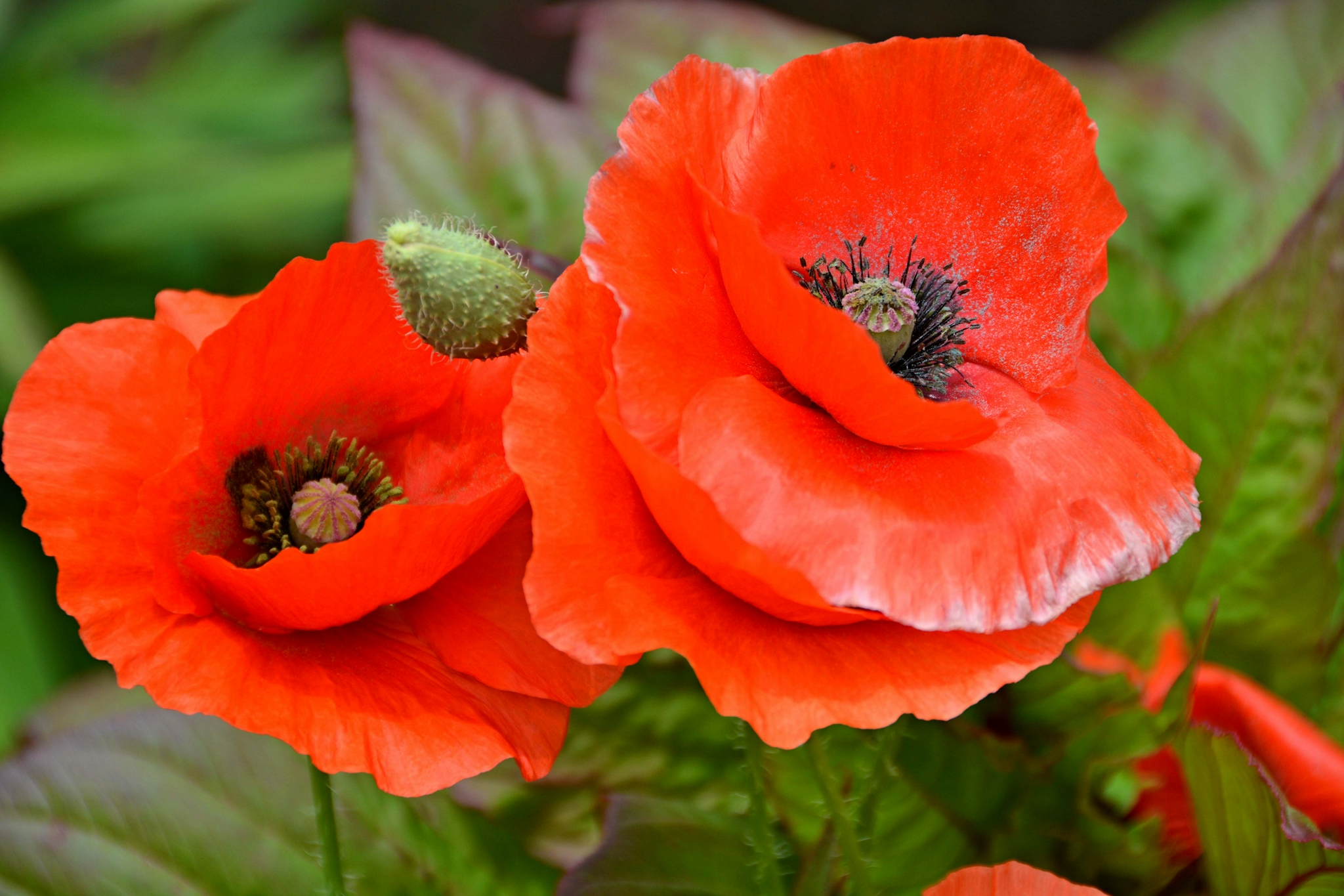 红色虞美人原创拍摄