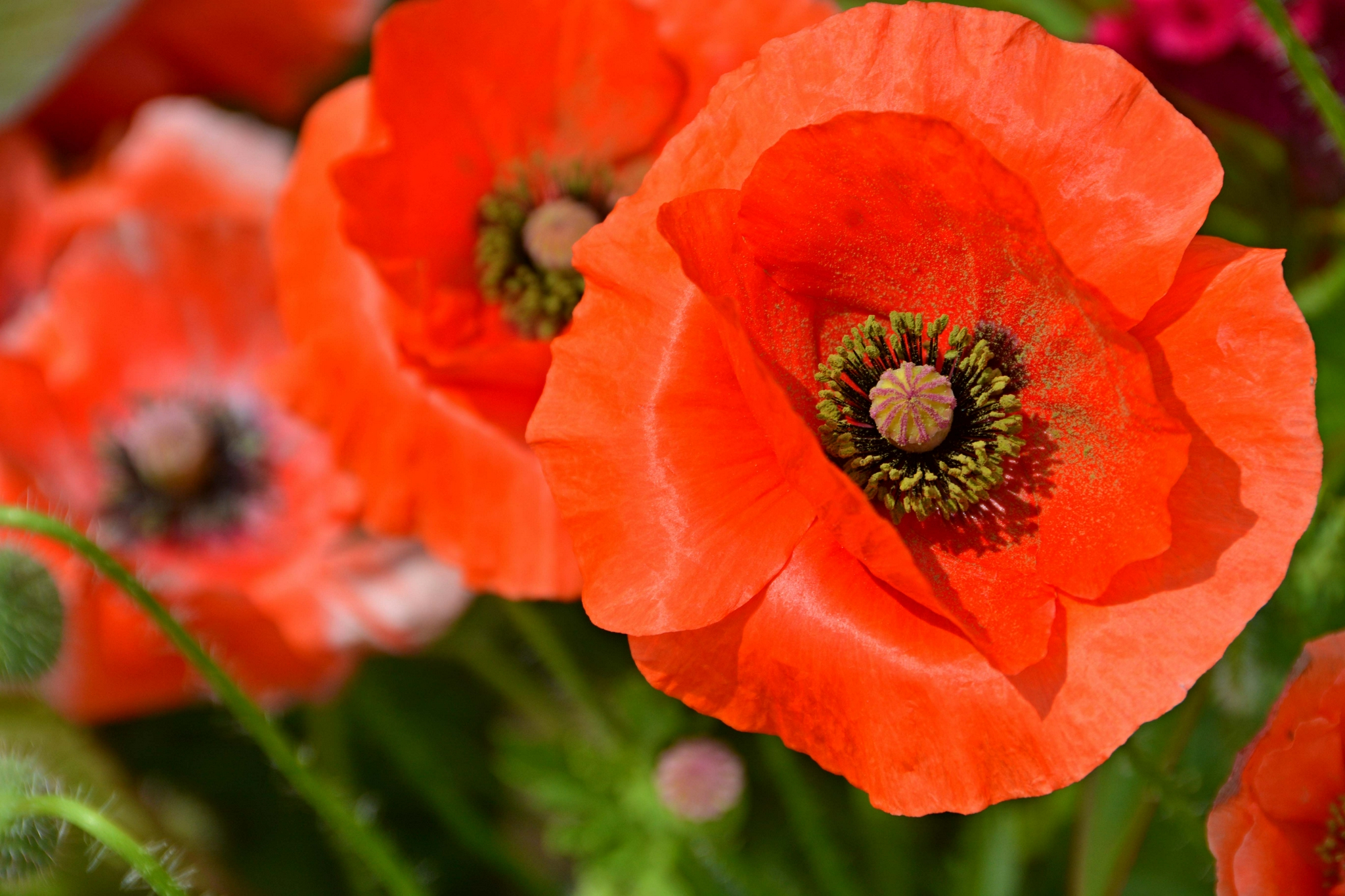 红色虞美人原创拍摄