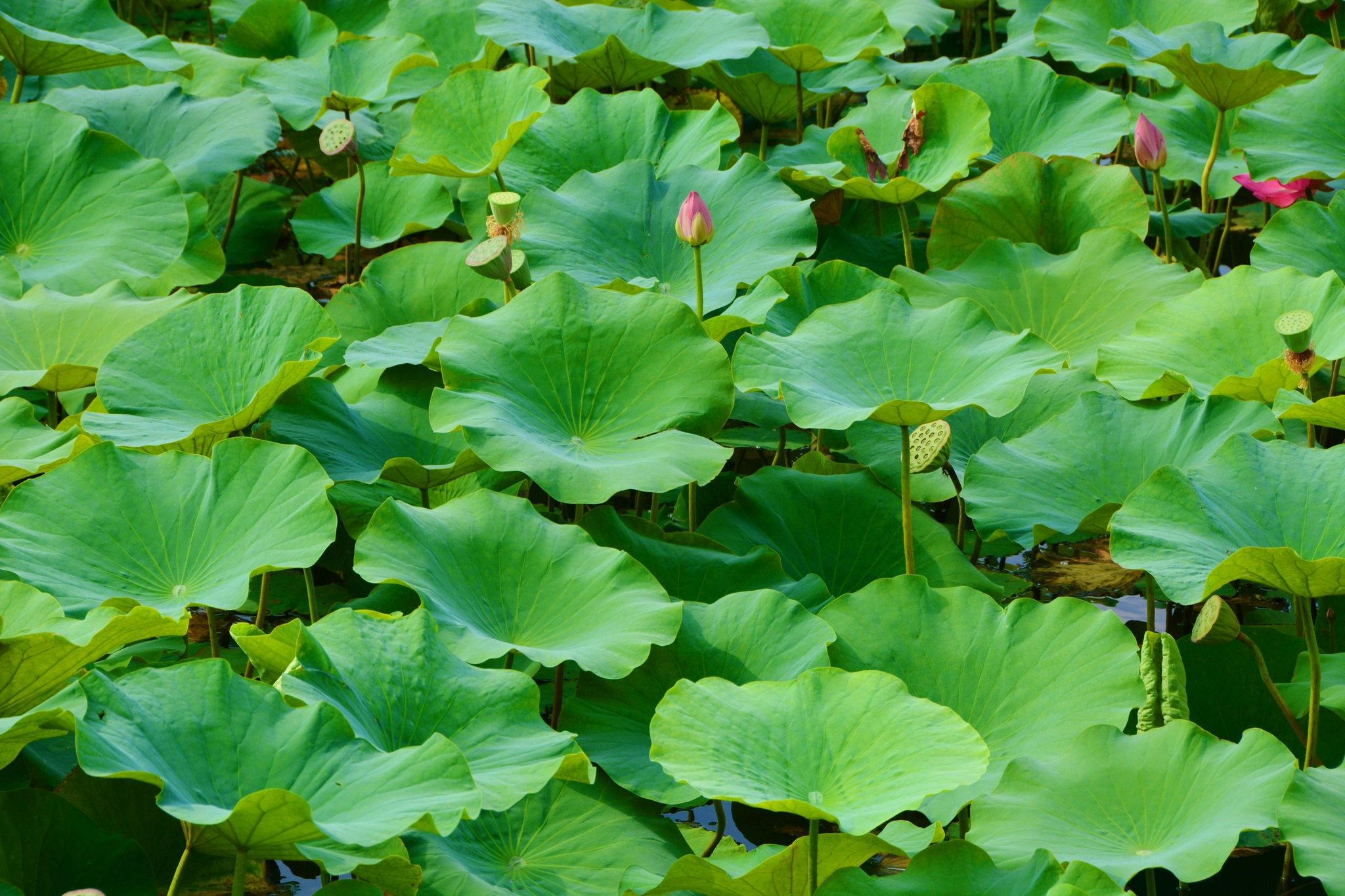 碧绿的荷叶,原创拍摄|荷叶|原创|拍摄_新浪新闻