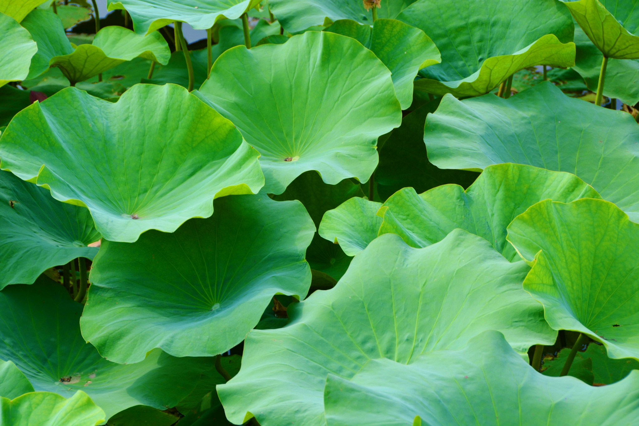 碧绿的荷叶,原创拍摄|荷叶|原创|拍摄_新浪新闻