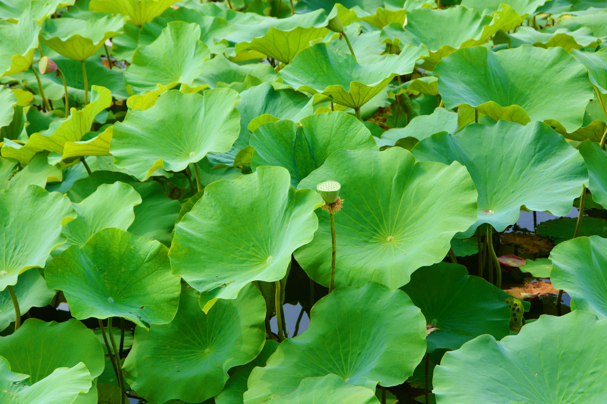 碧绿的荷叶,原创拍摄__财经头条