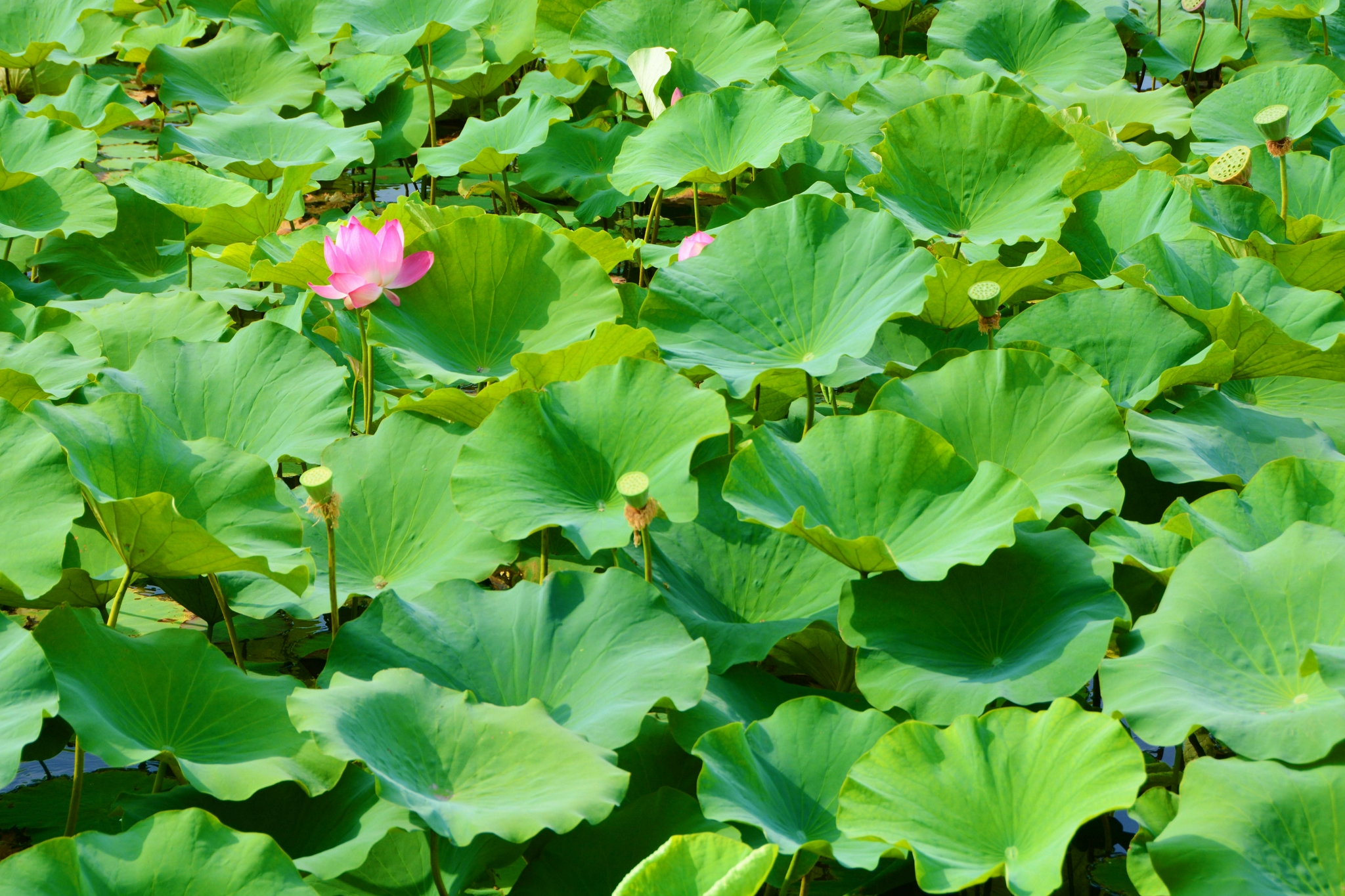 碧绿碧绿有哪些句子(碧绿碧绿有哪些句子成语)