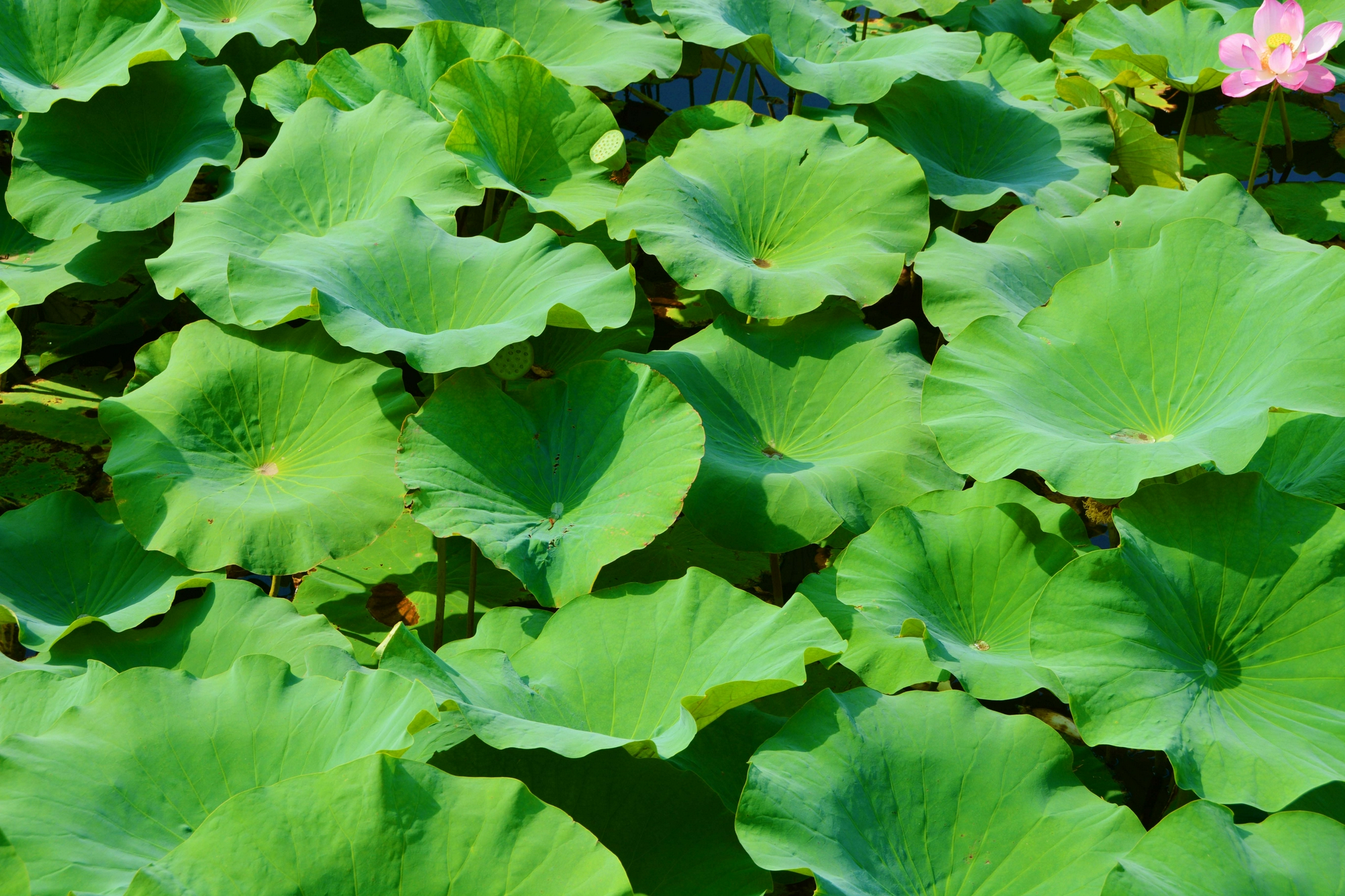 碧绿的荷叶,原创拍摄|荷叶|原创|拍摄_新浪新闻