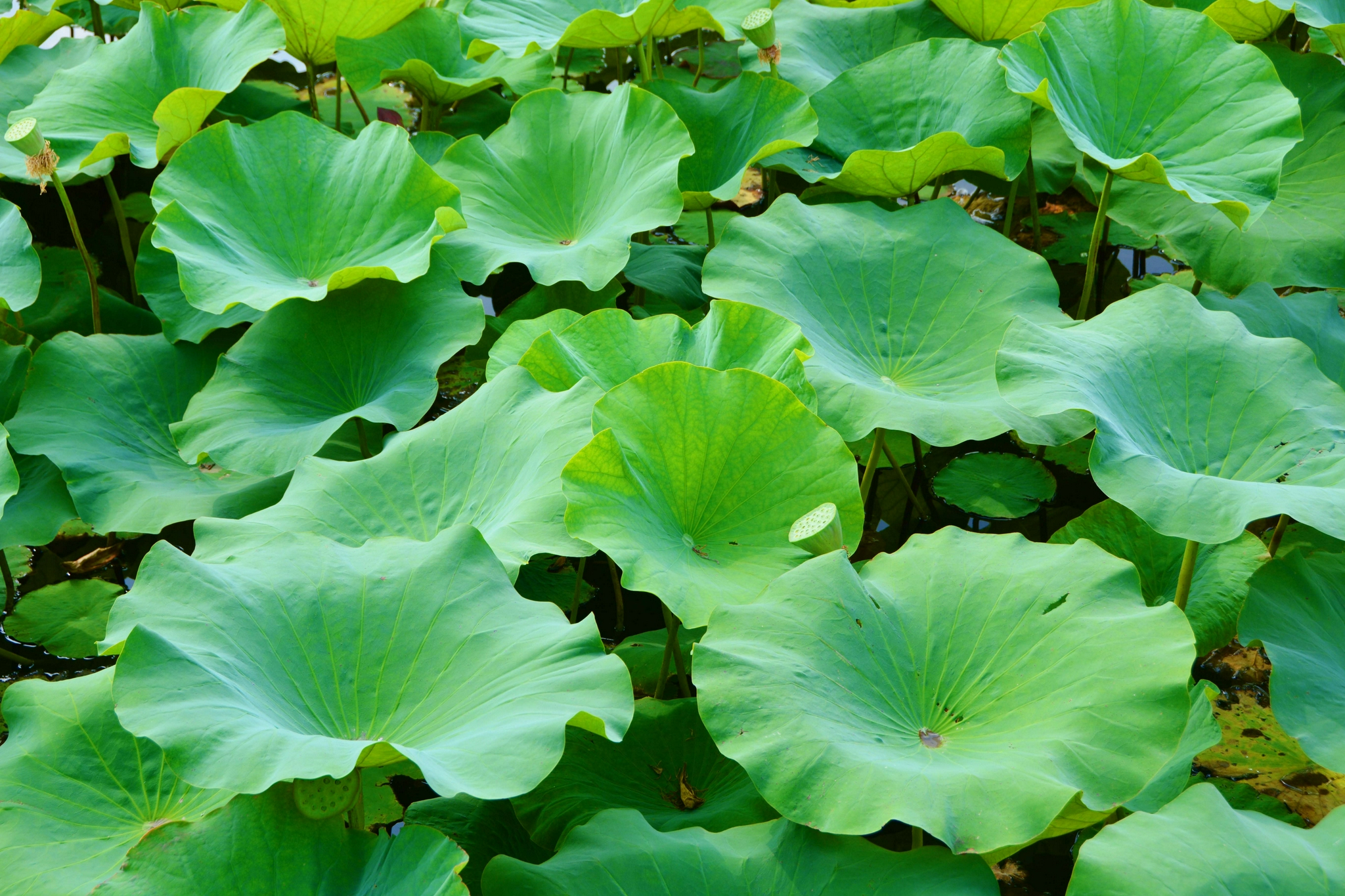 碧绿的荷叶,原创拍摄|荷叶|原创|拍摄_新浪新闻