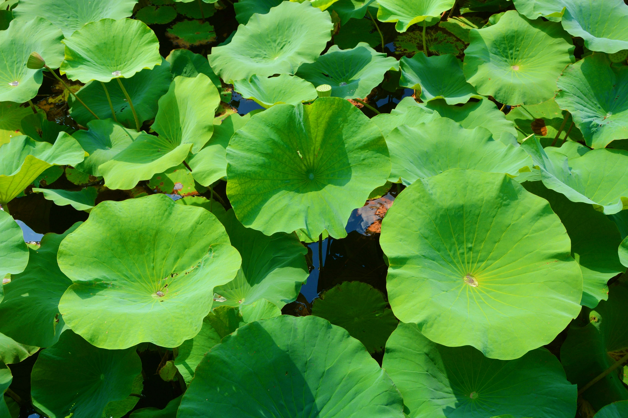 碧绿的荷叶,原创拍摄|荷叶|原创|拍摄_新浪新闻