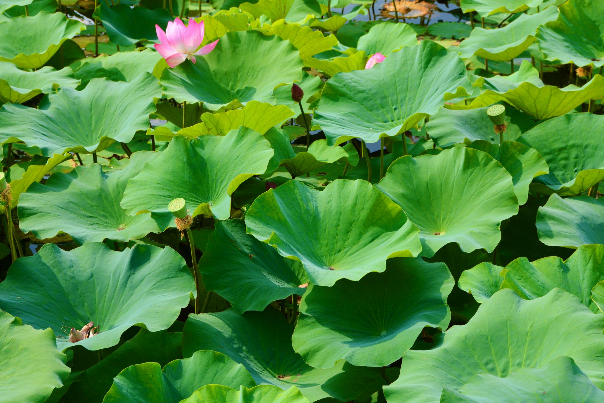 碧绿的荷叶,原创拍摄|荷叶|原创|拍摄_新浪新闻