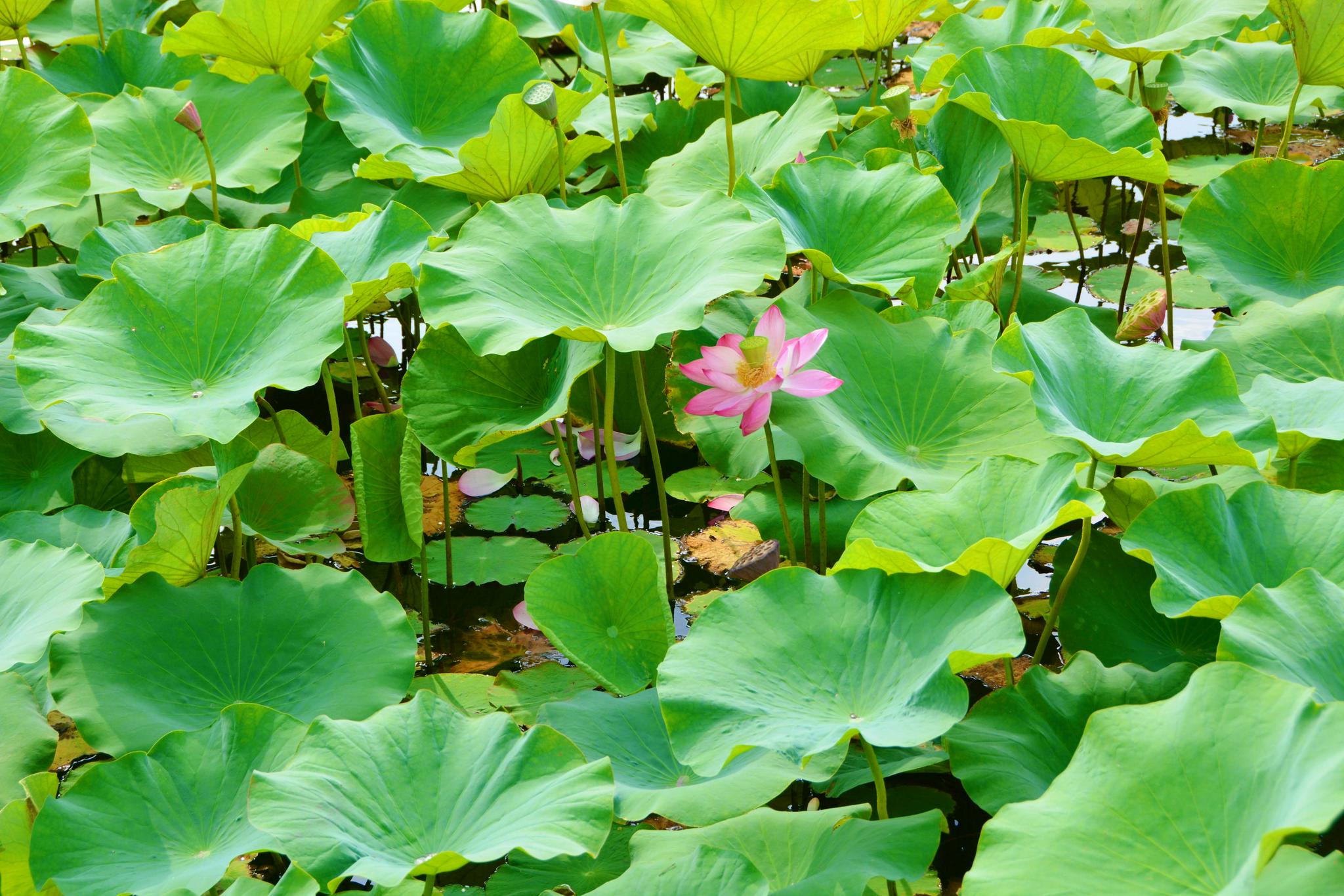 碧绿的荷叶,原创拍摄|荷叶|原创|拍摄_新浪新闻