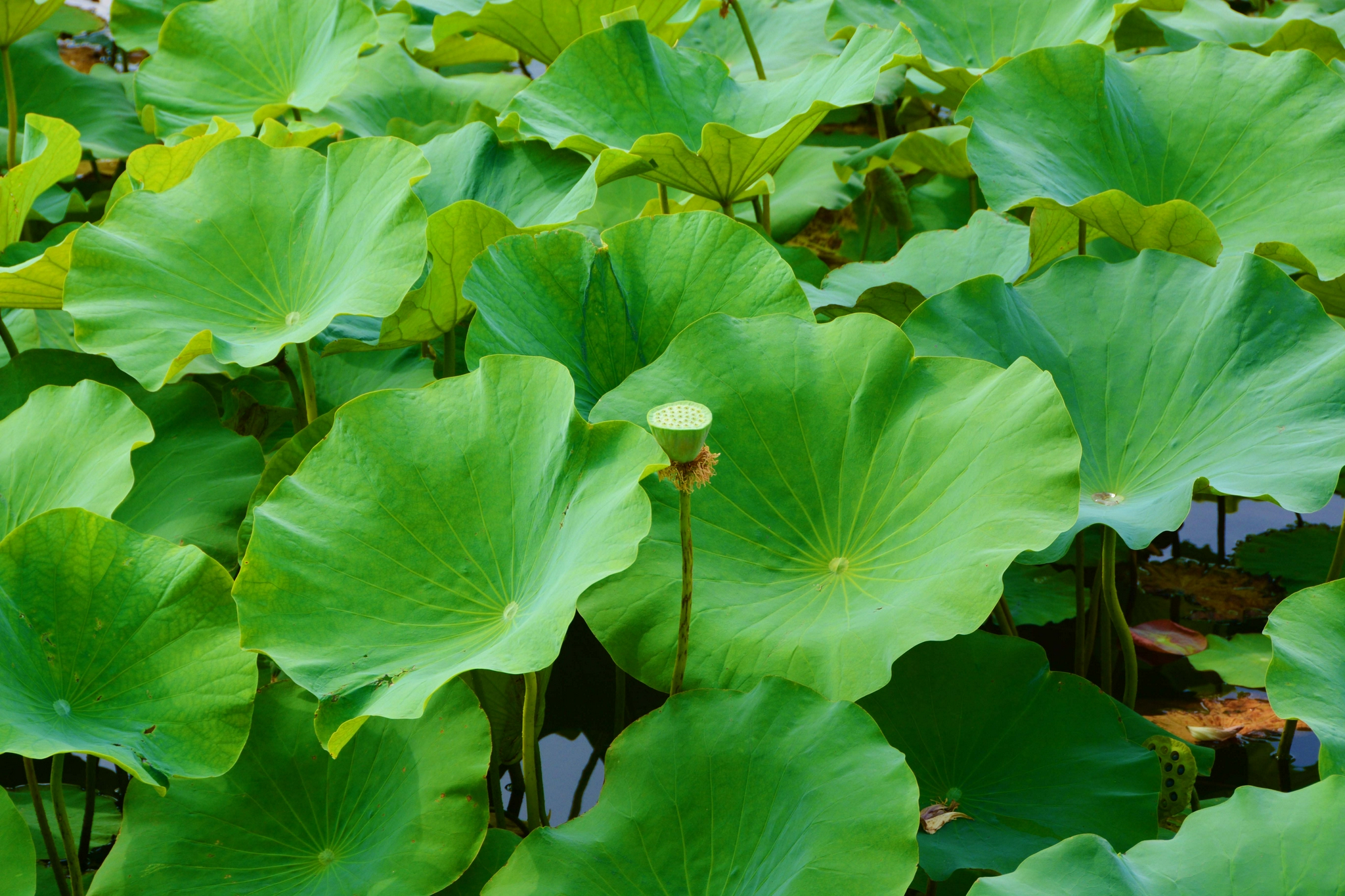 碧绿的荷叶,原创拍摄|荷叶|原创|拍摄_新浪新闻