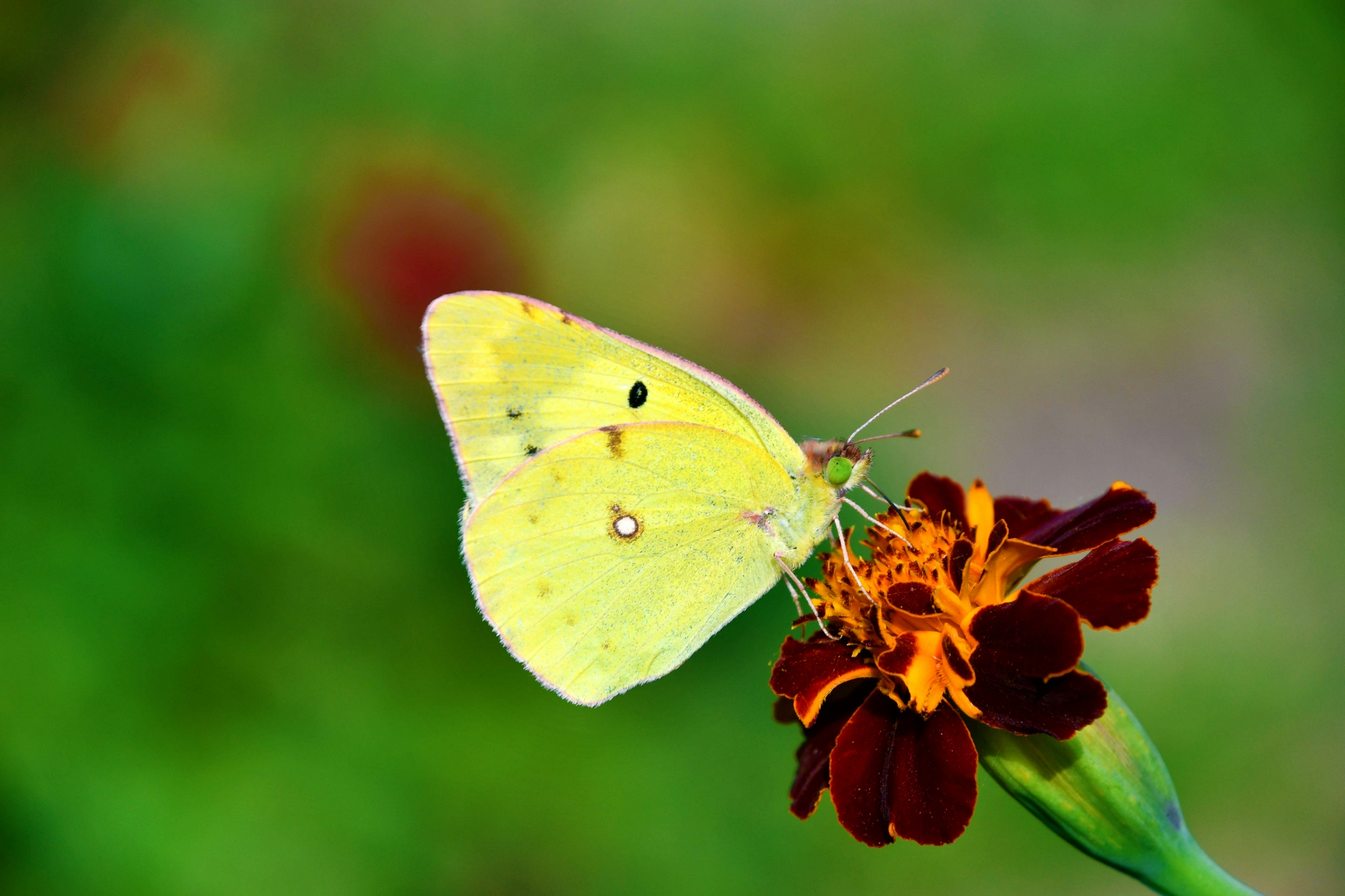 边缘豆粉蝶原创拍摄