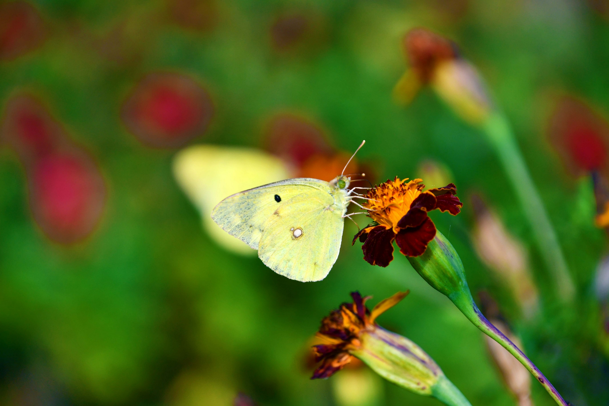 边缘豆粉蝶原创拍摄