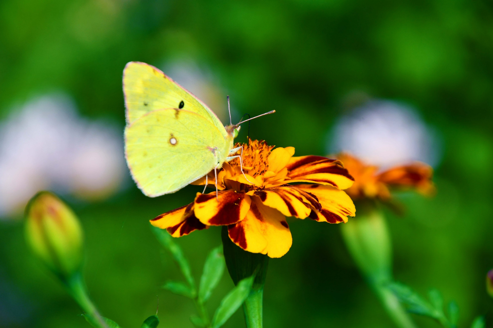 边缘豆粉蝶原创拍摄