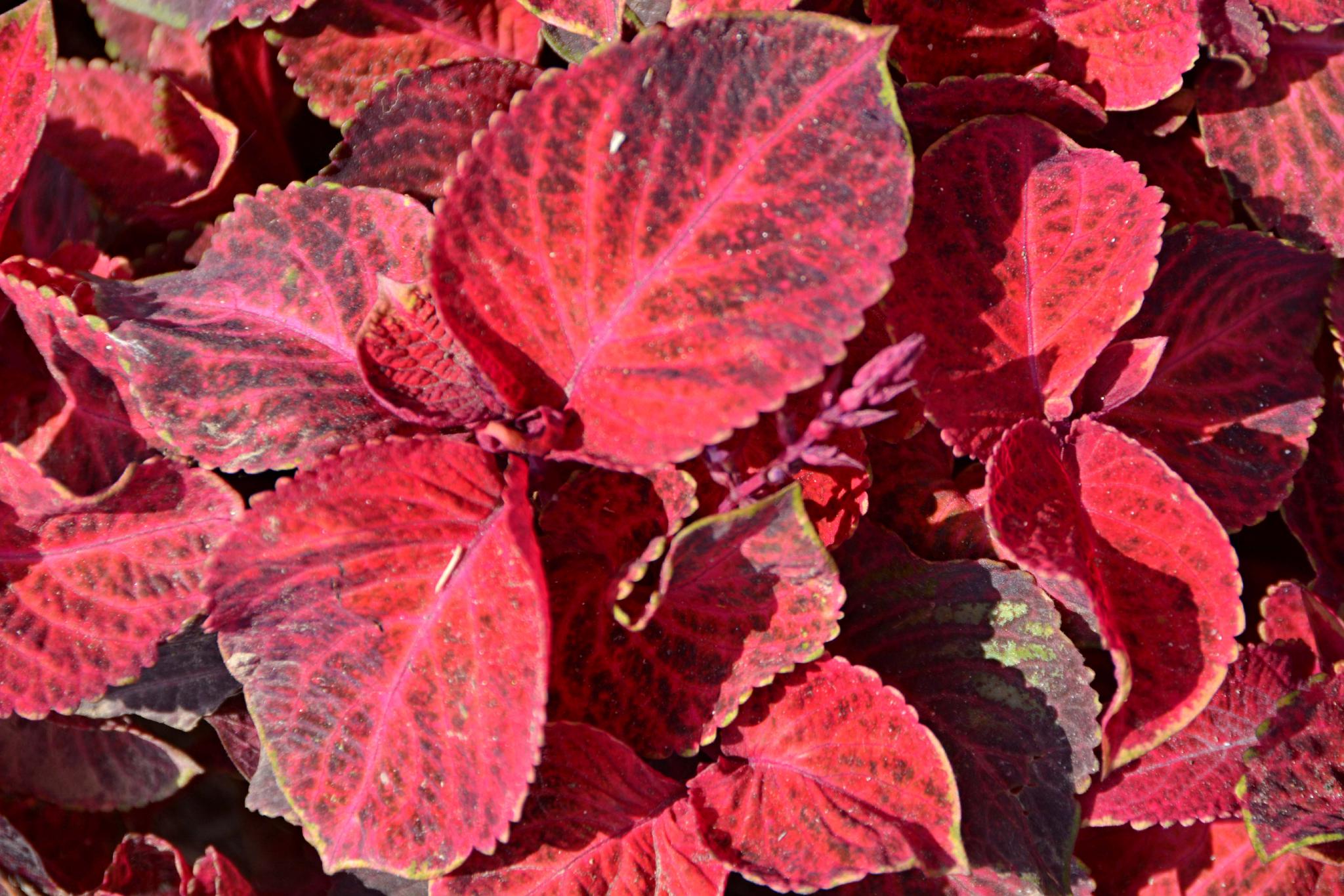 老来俏也叫彩叶草原创拍摄