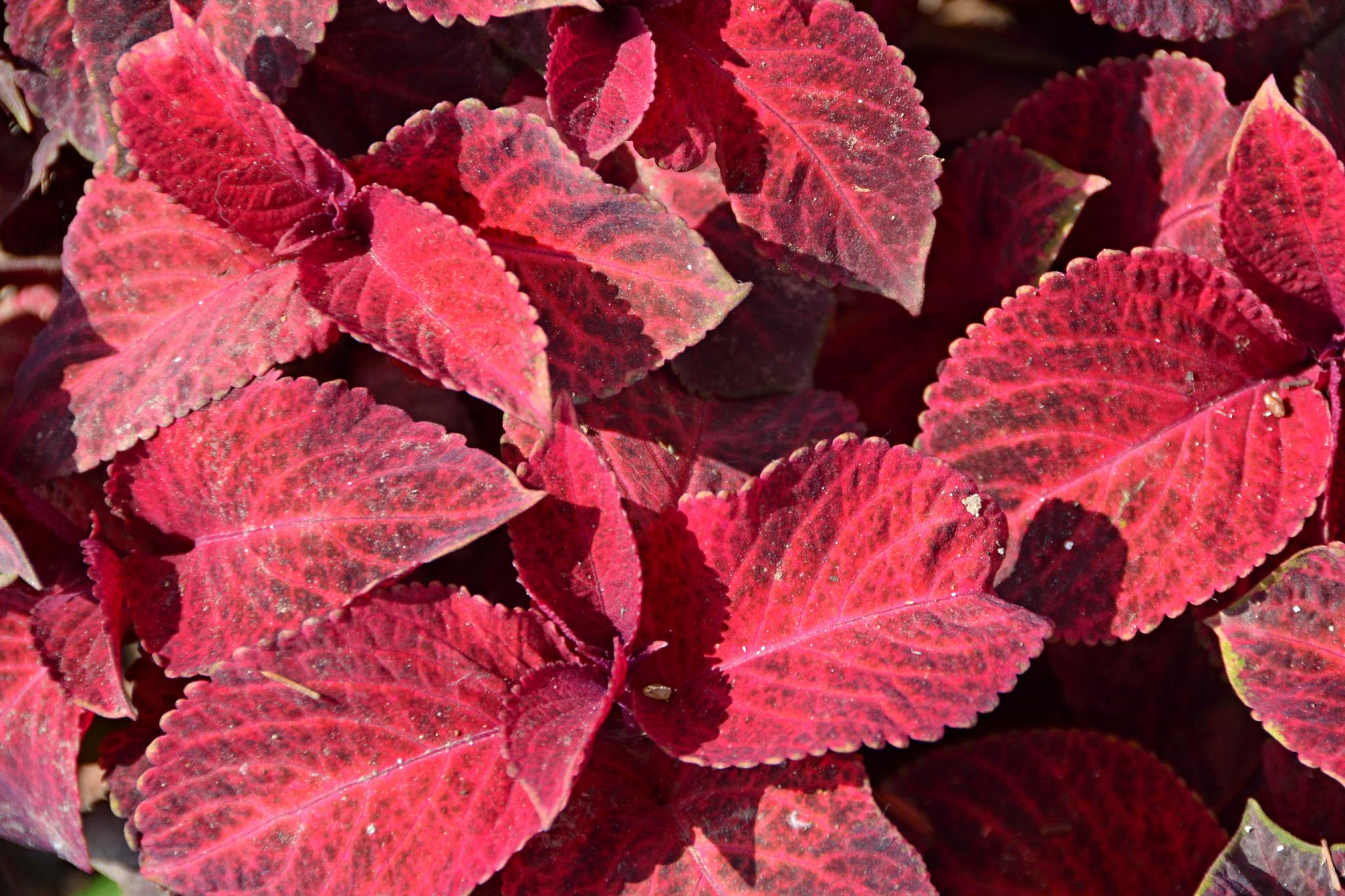 老来俏也叫彩叶草原创拍摄