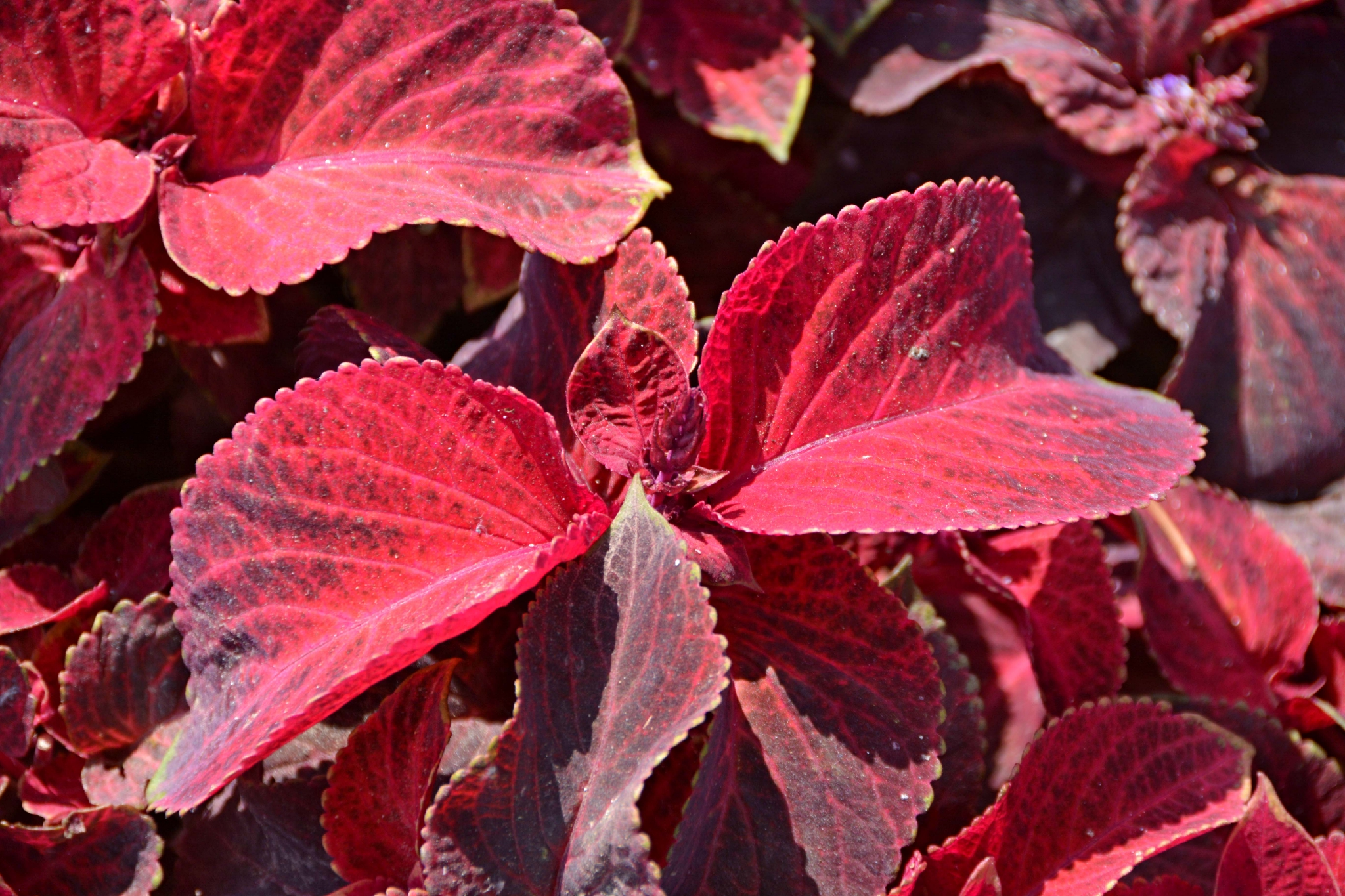 老来俏也叫彩叶草原创拍摄