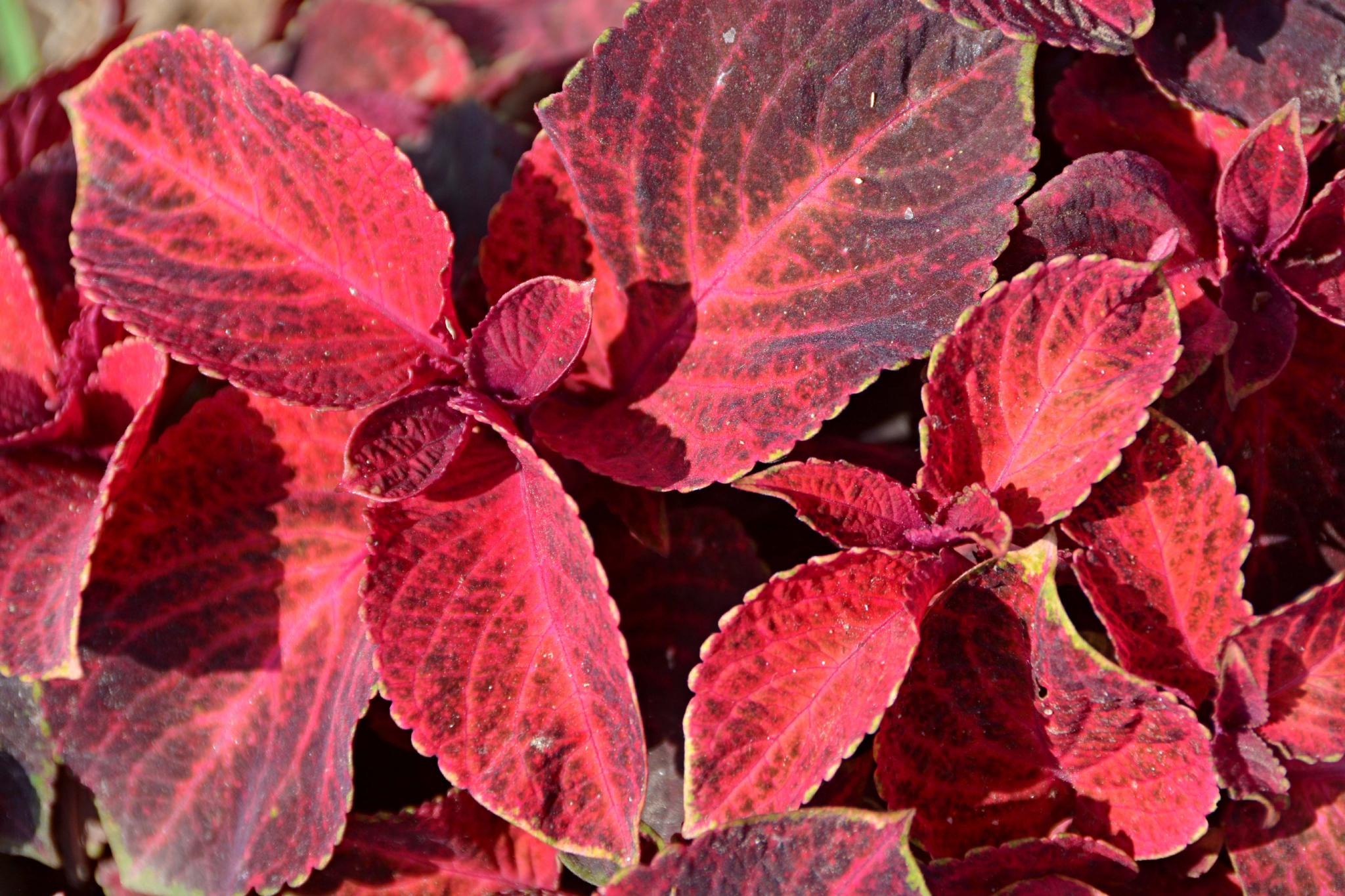 老来俏也叫彩叶草原创拍摄