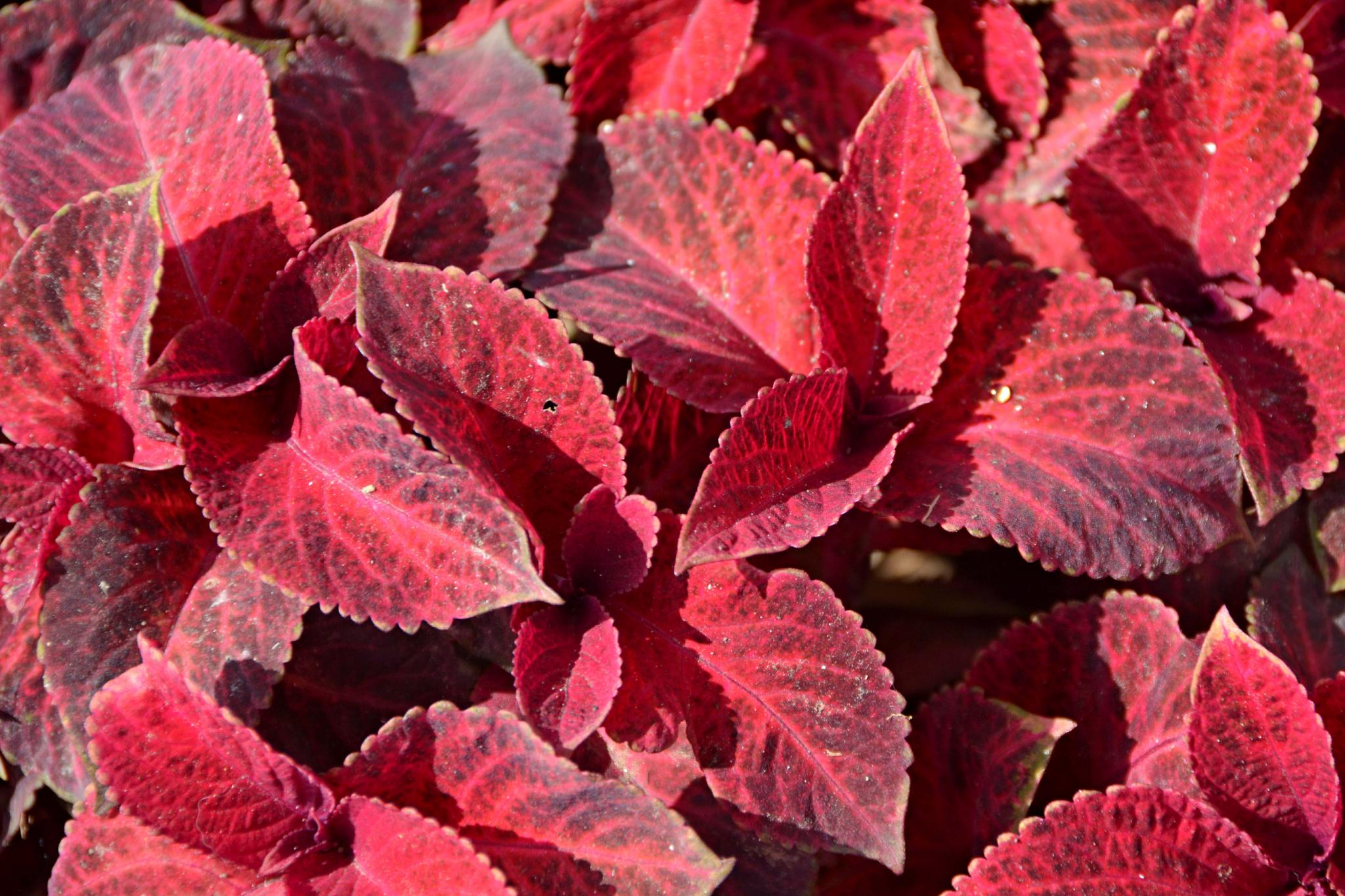 老来俏也叫彩叶草原创拍摄