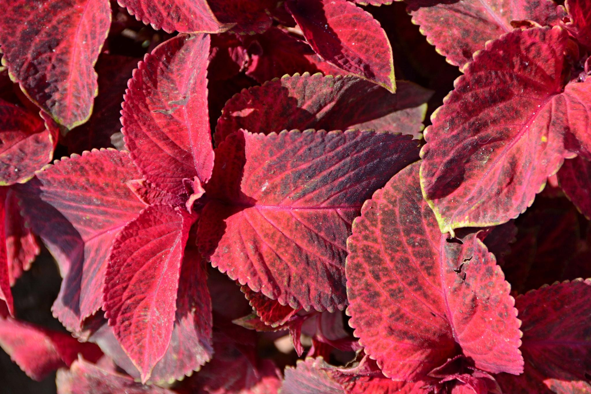 老来俏也叫彩叶草原创拍摄