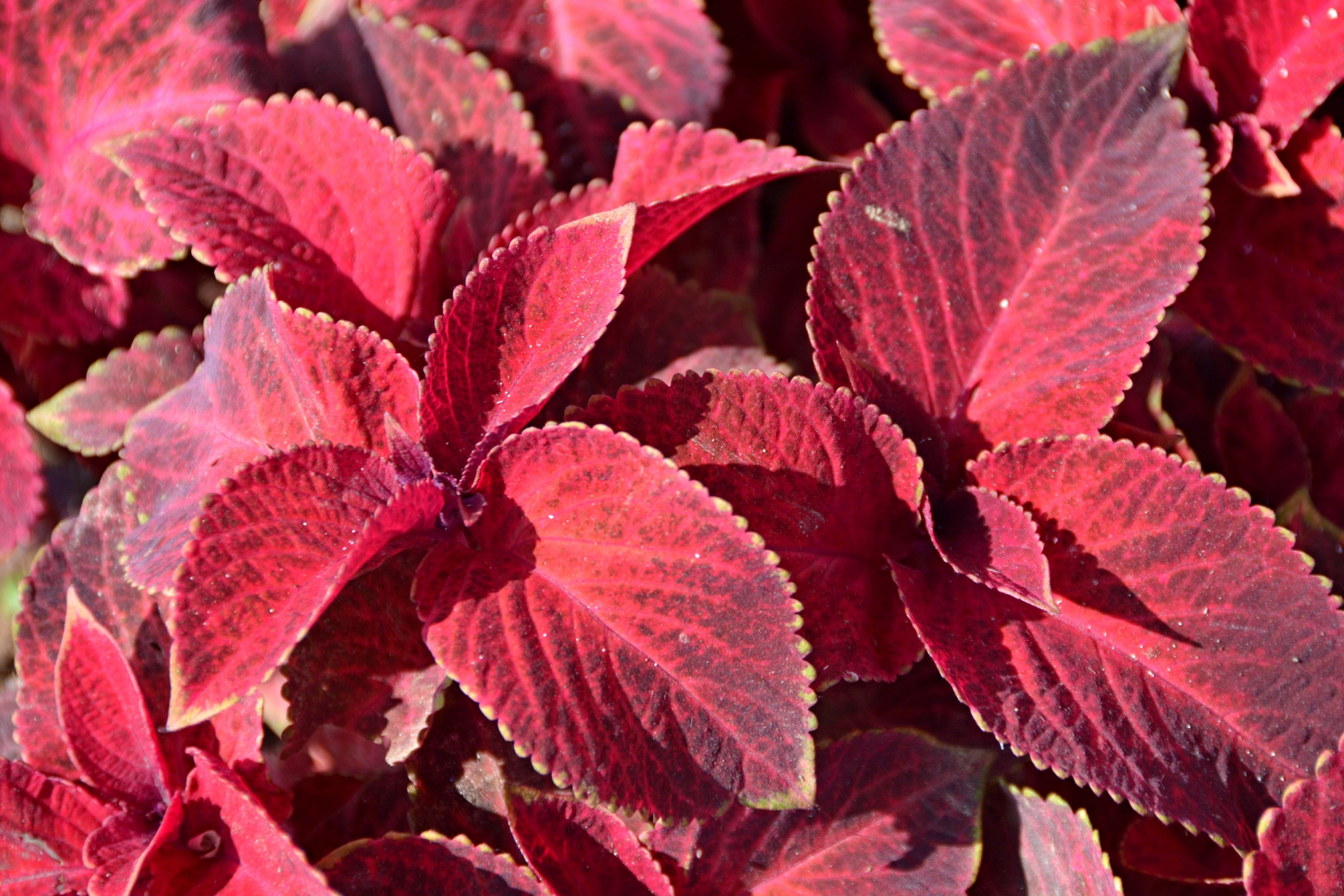 老来俏也叫彩叶草原创拍摄