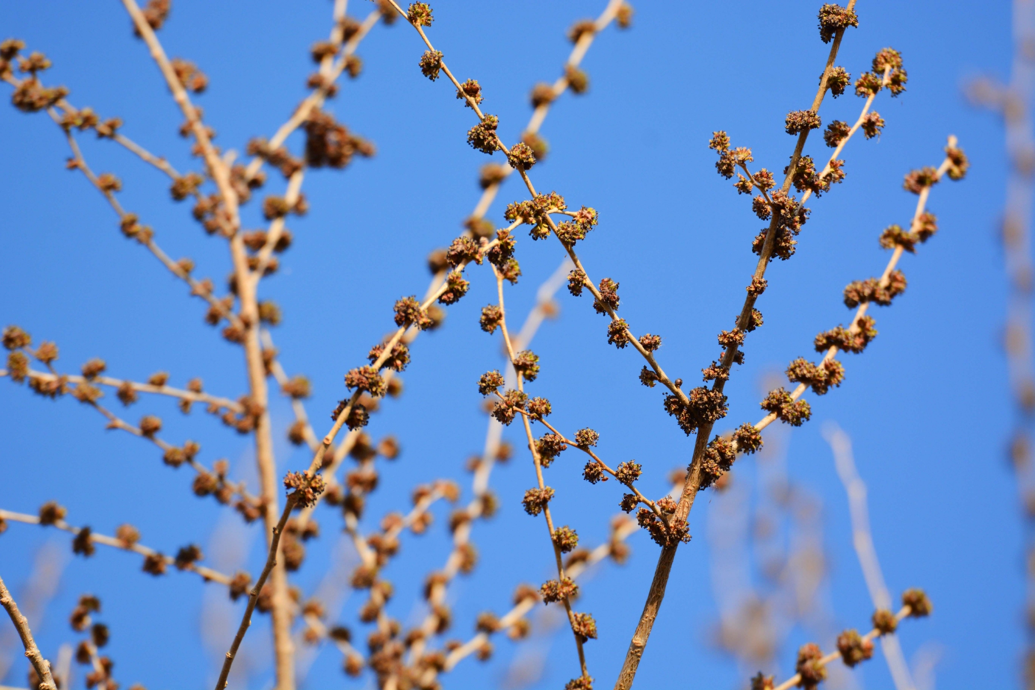 榆树花原创拍摄