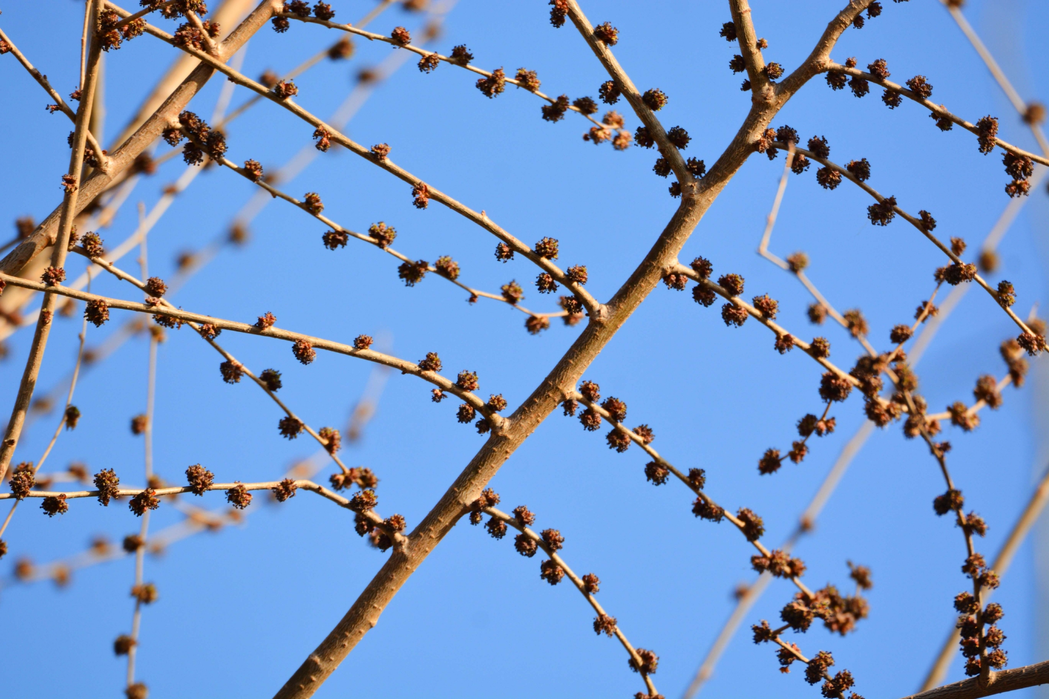 榆树花原创拍摄