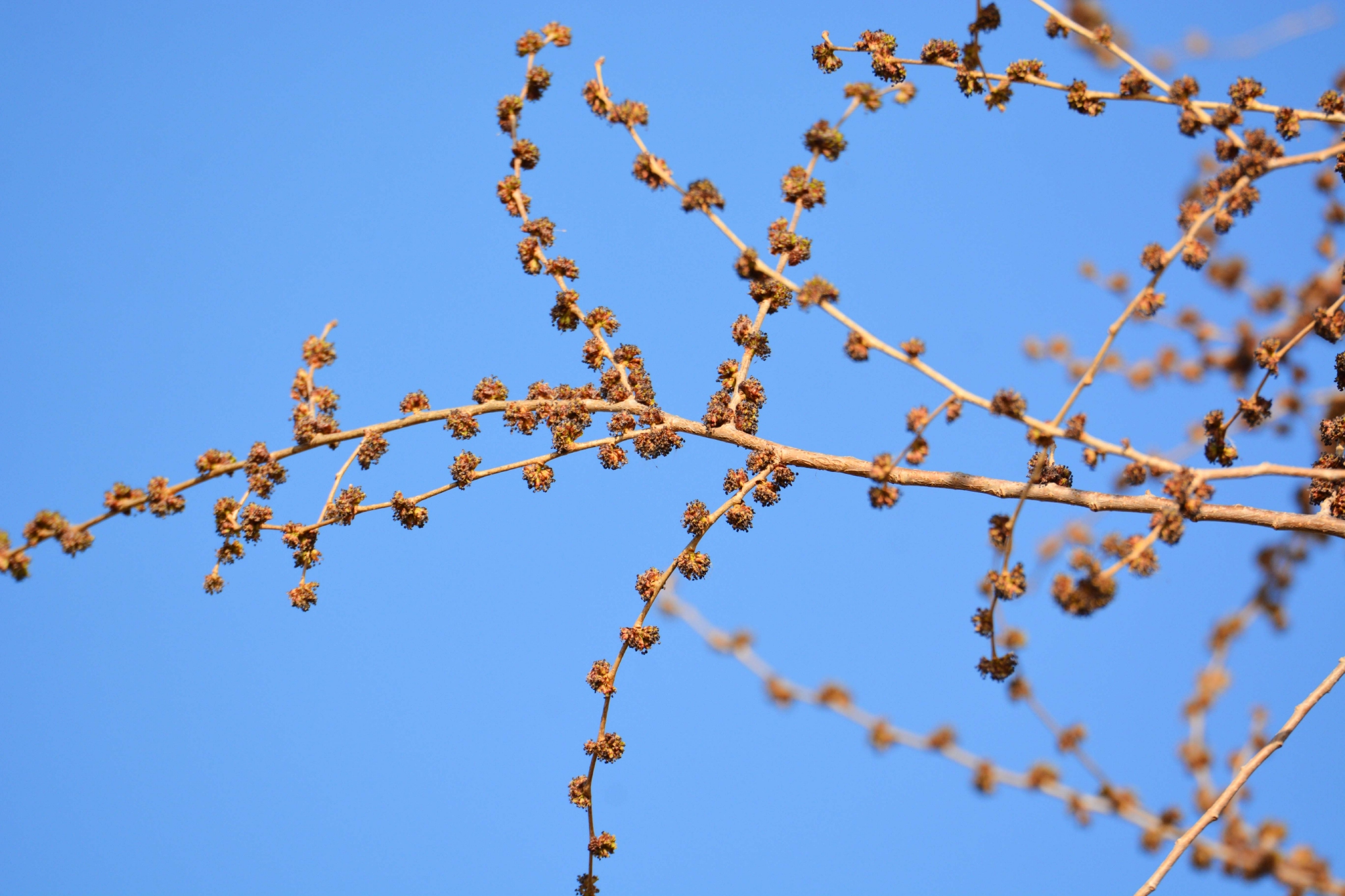 榆树花原创拍摄