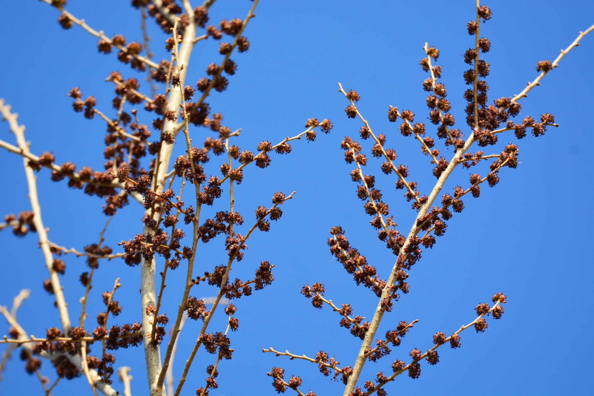 榆树花原创拍摄