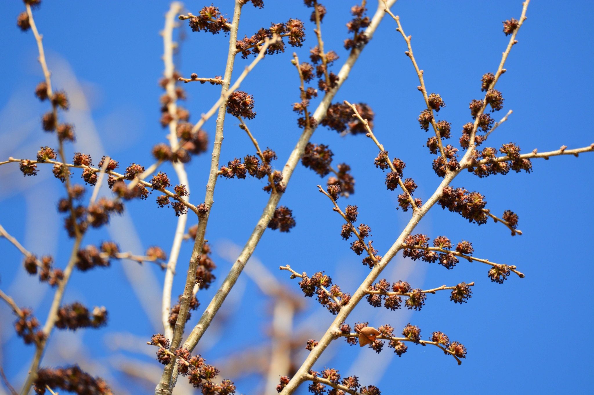 榆树花原创拍摄