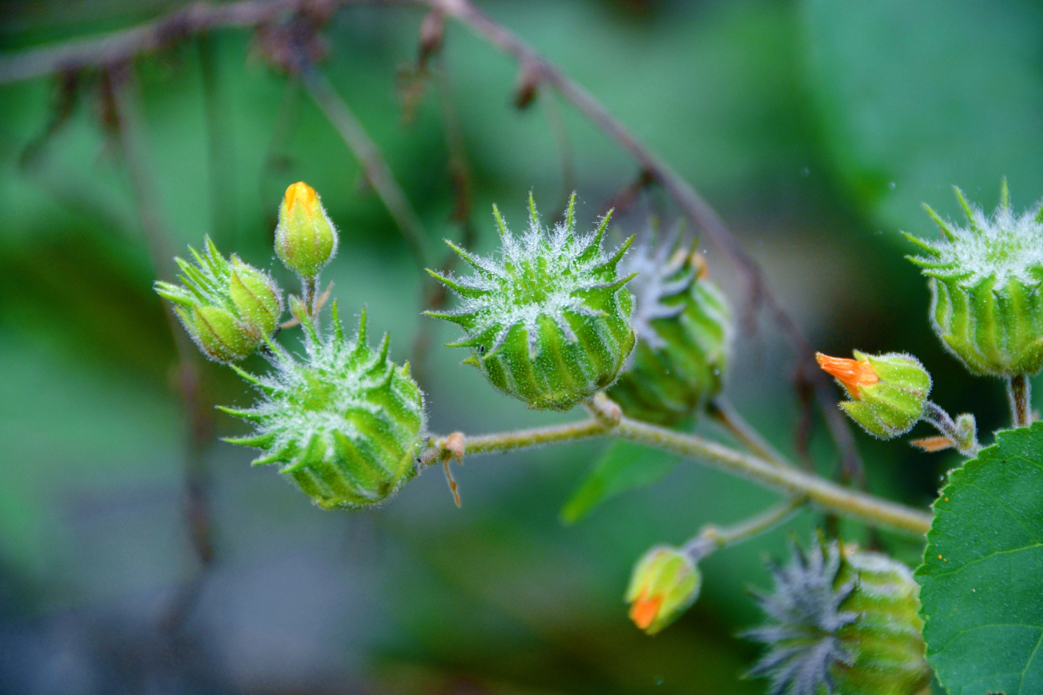 苘麻果原创拍摄