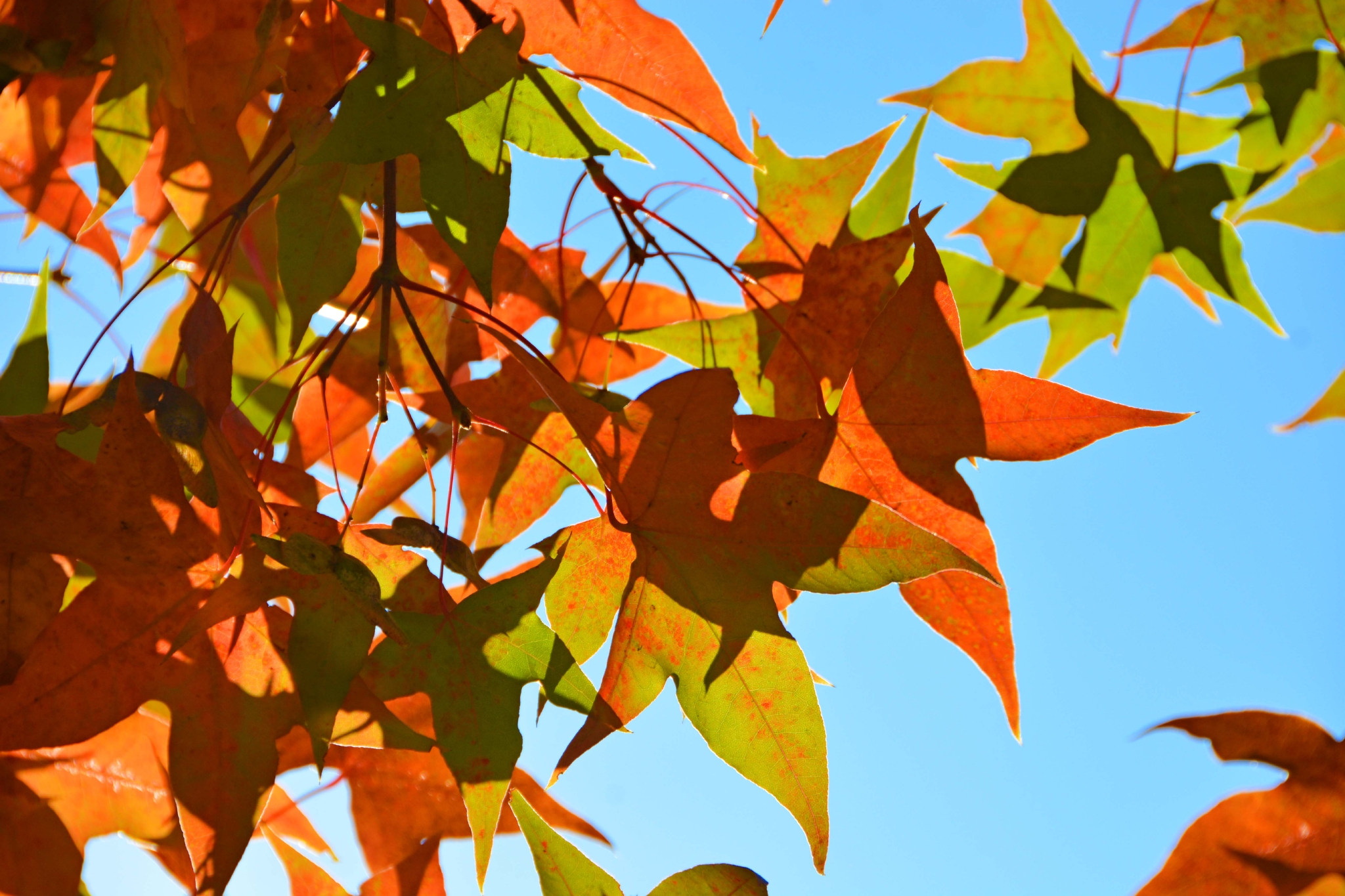 秋天的五角枫,原创拍摄