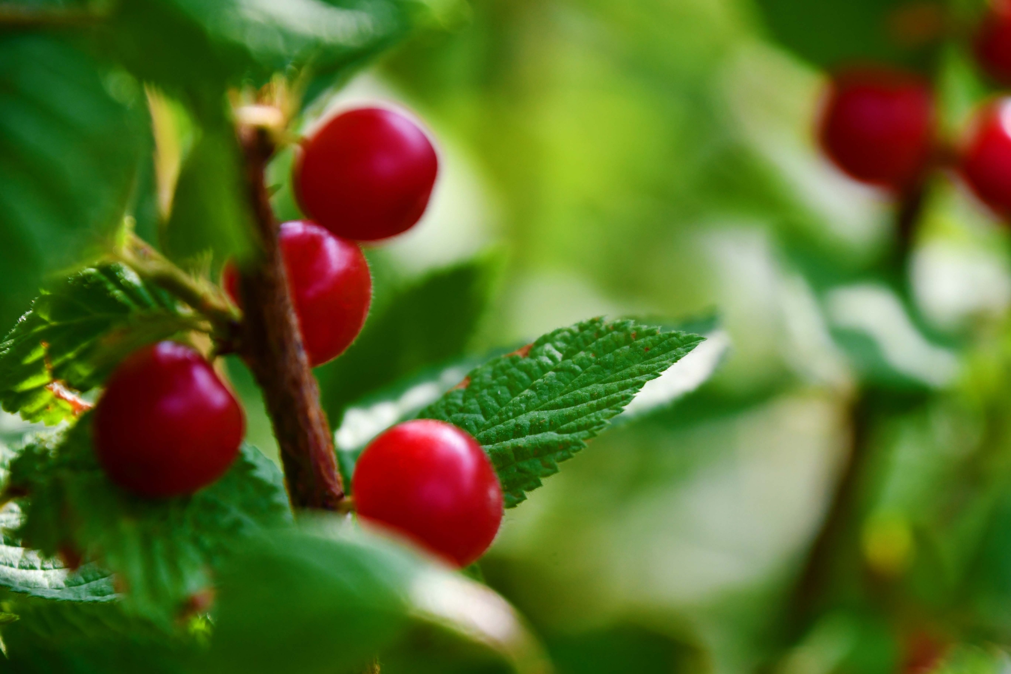 山樱桃,原创拍摄|山樱桃|原创|拍摄_新浪新闻
