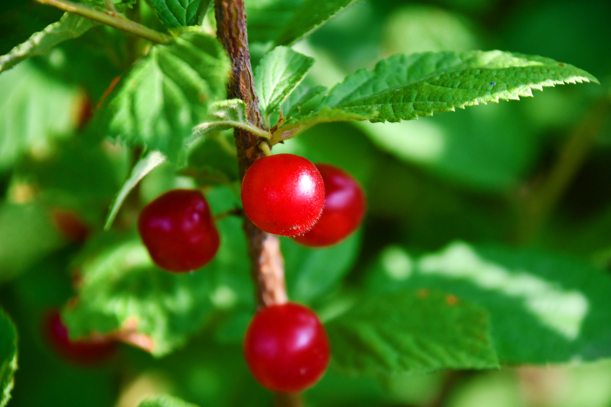 山樱桃,原创拍摄|山樱桃|原创|拍摄_新浪新闻