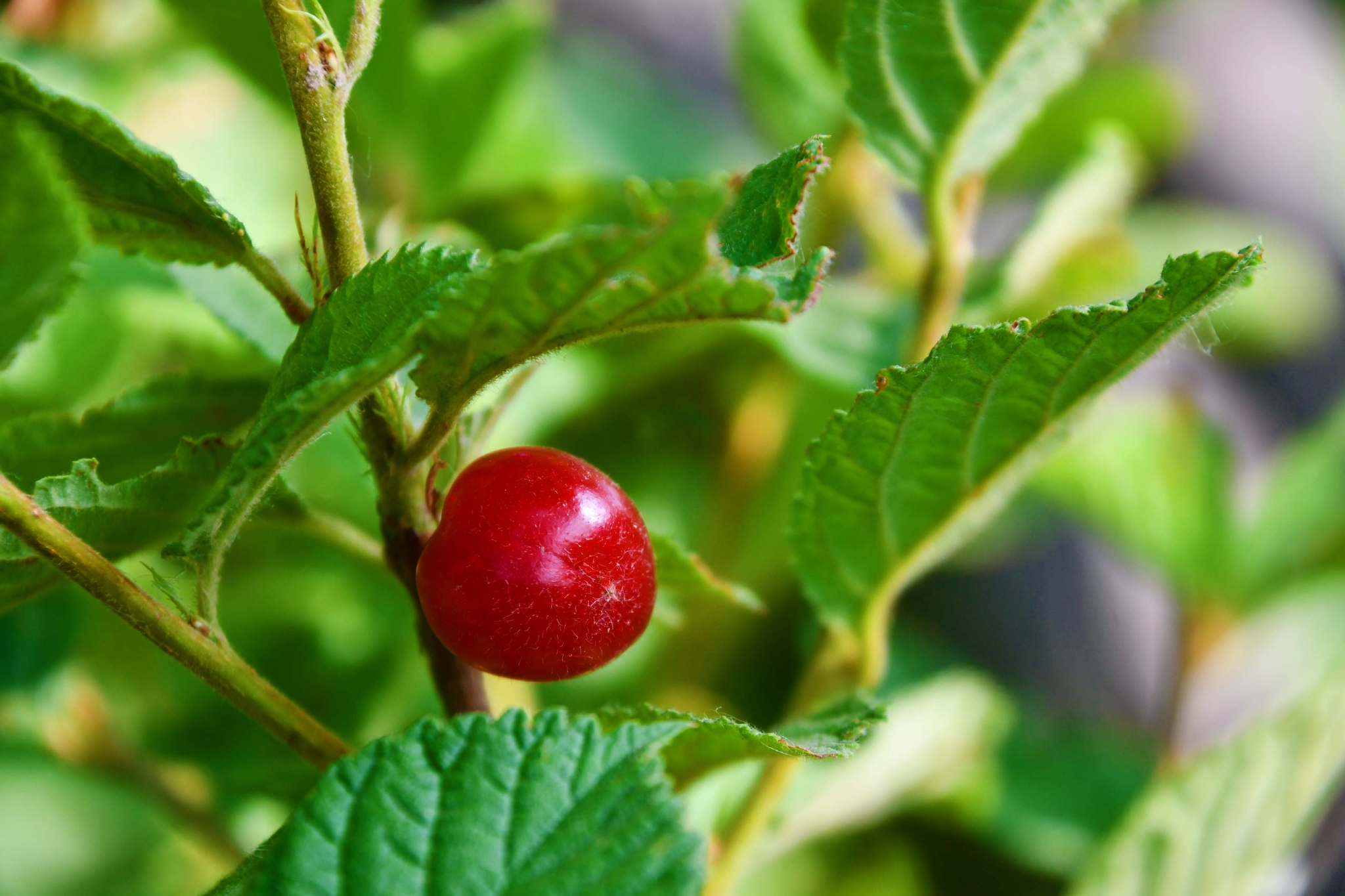 山樱桃原创拍摄