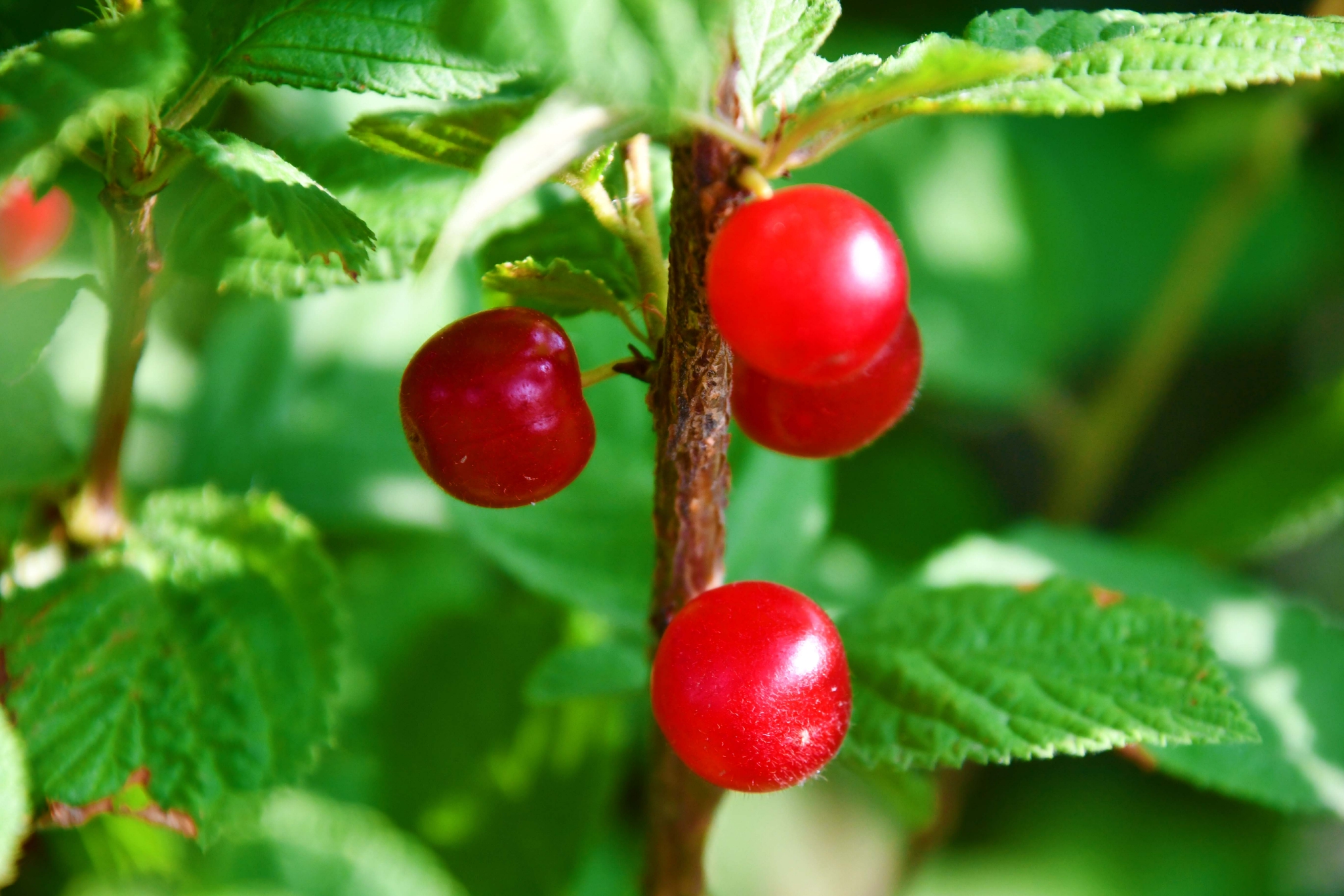 山樱桃,原创拍摄|山樱桃|原创|拍摄_新浪新闻