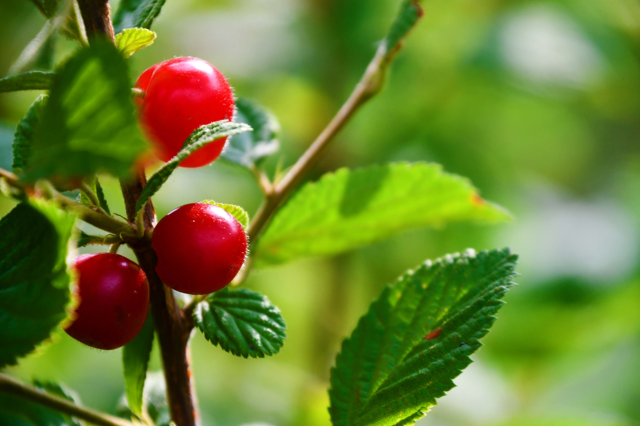 山樱桃,原创拍摄|山樱桃|原创|拍摄_新浪新闻