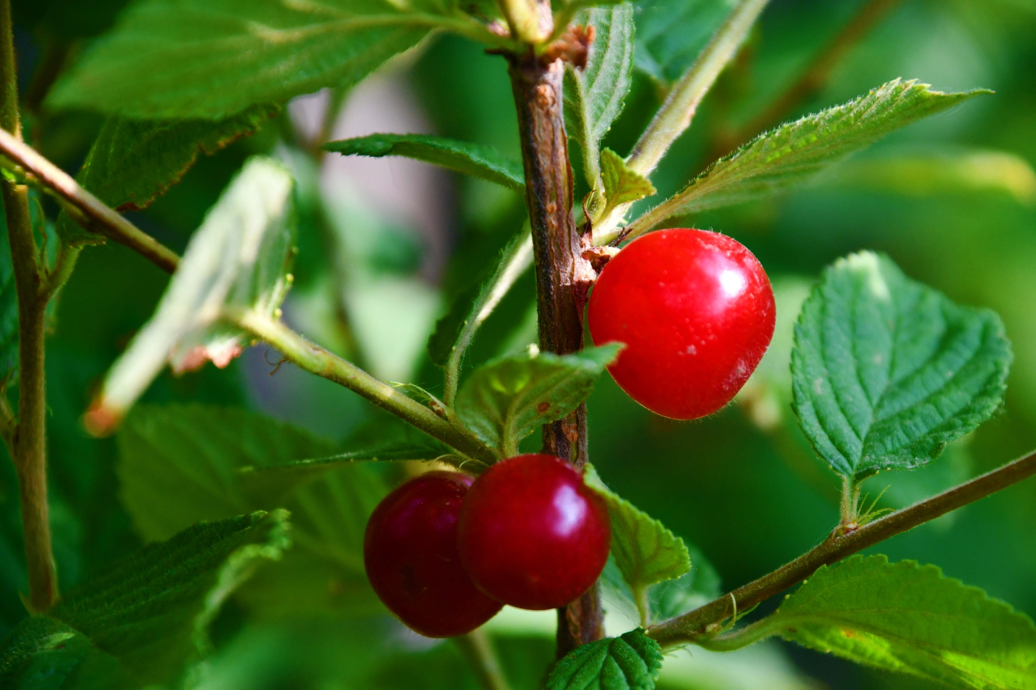 山樱桃原创拍摄