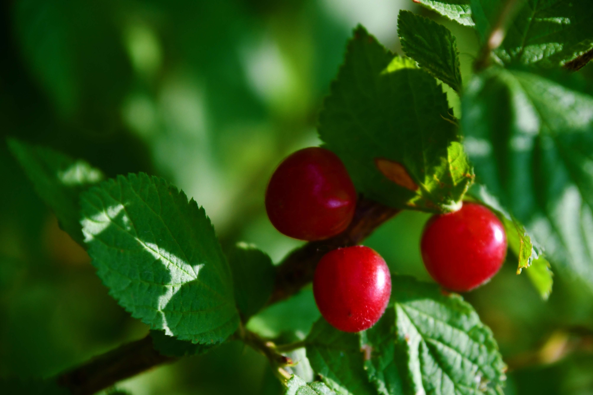 山樱桃,原创拍摄|山樱桃|原创|拍摄_新浪新闻