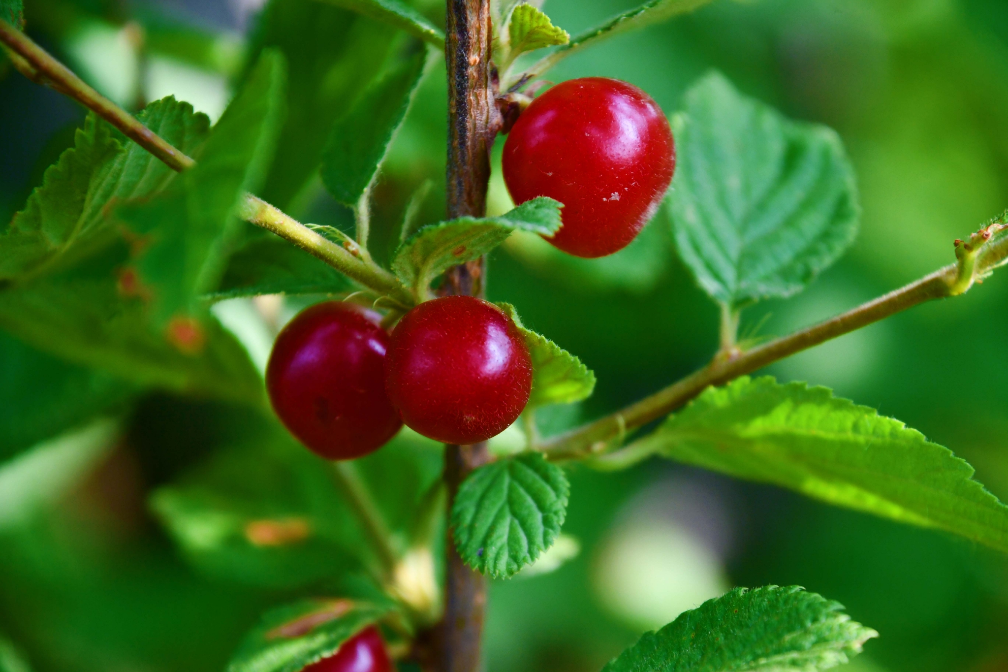 山樱桃,原创拍摄|山樱桃|原创|拍摄_新浪新闻