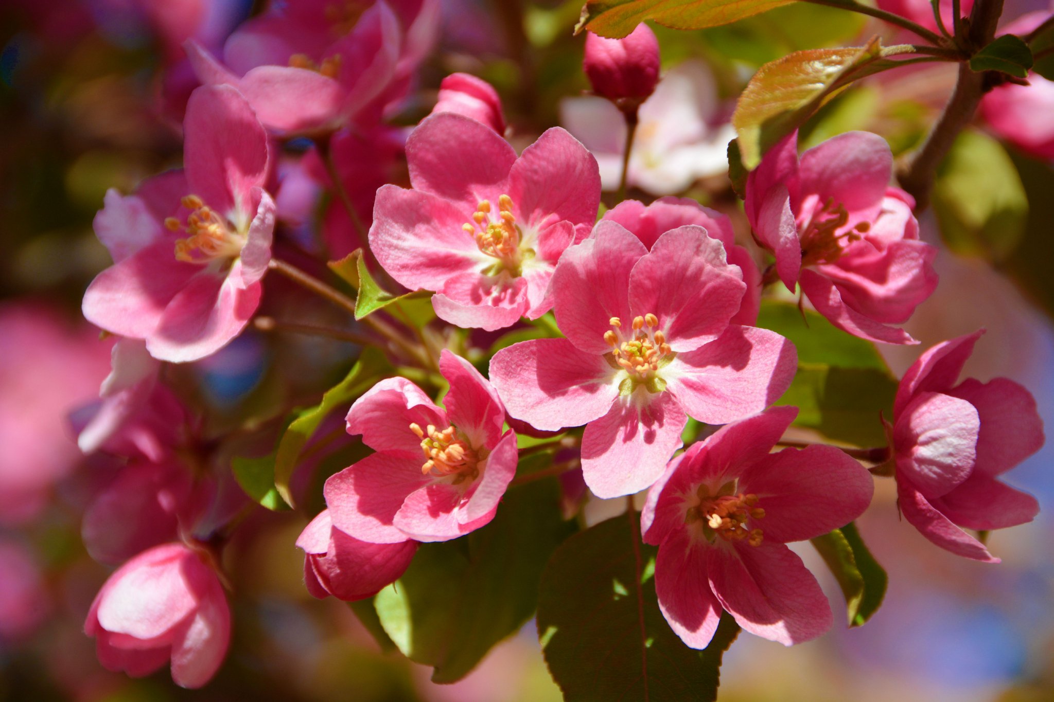 海棠.myhtlmebook.的简单介绍