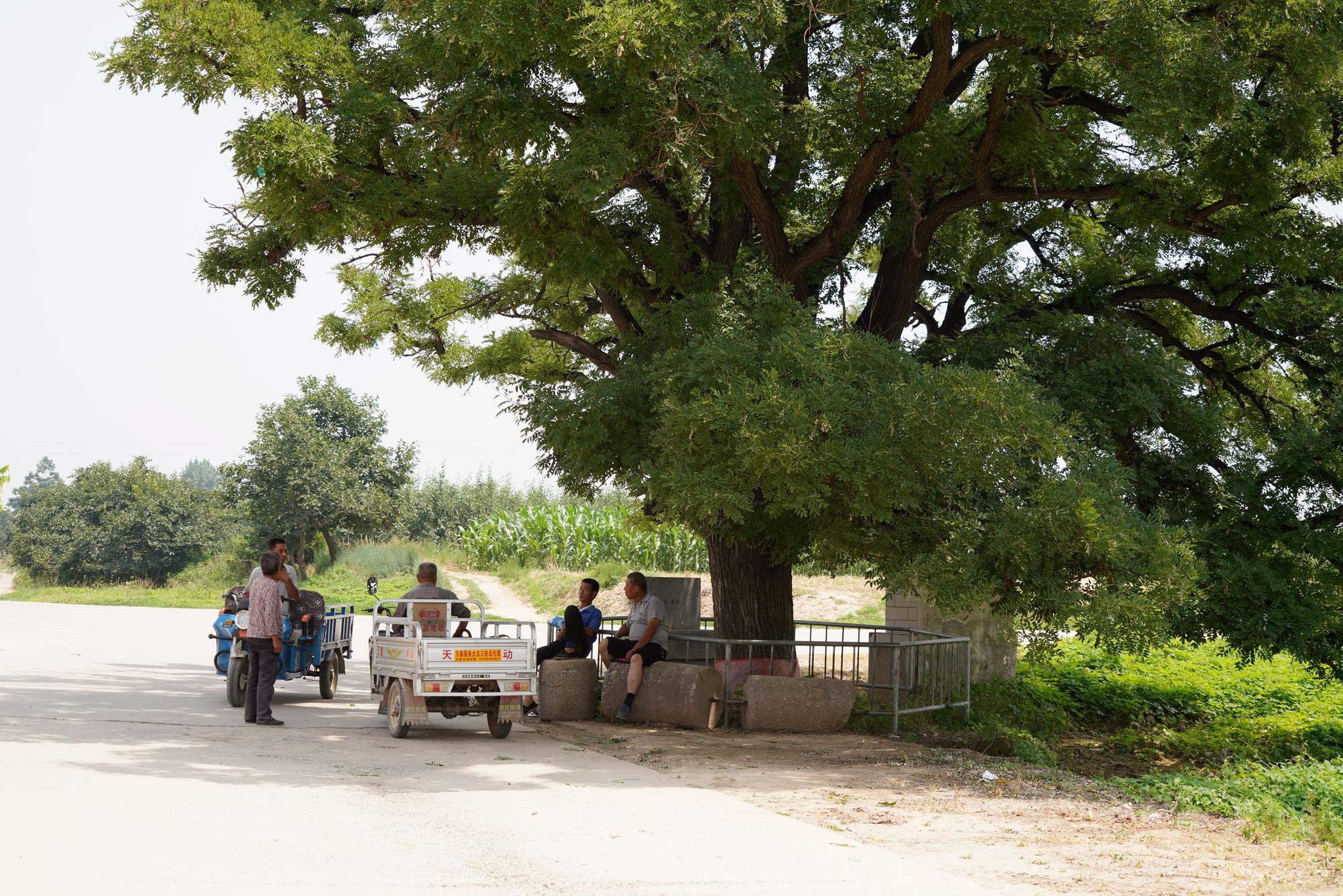 山西农村60年大槐树挂满槐米,有人浇水无人采摘,咋回事