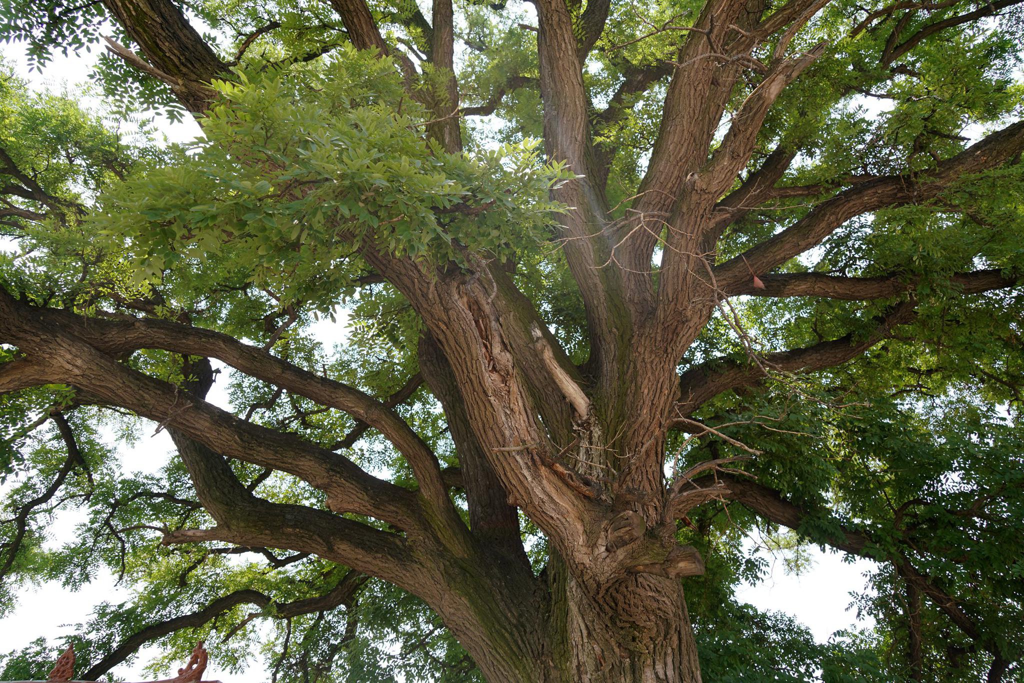 山西农村60年大槐树挂满槐米,有人浇水无人采摘,咋回事