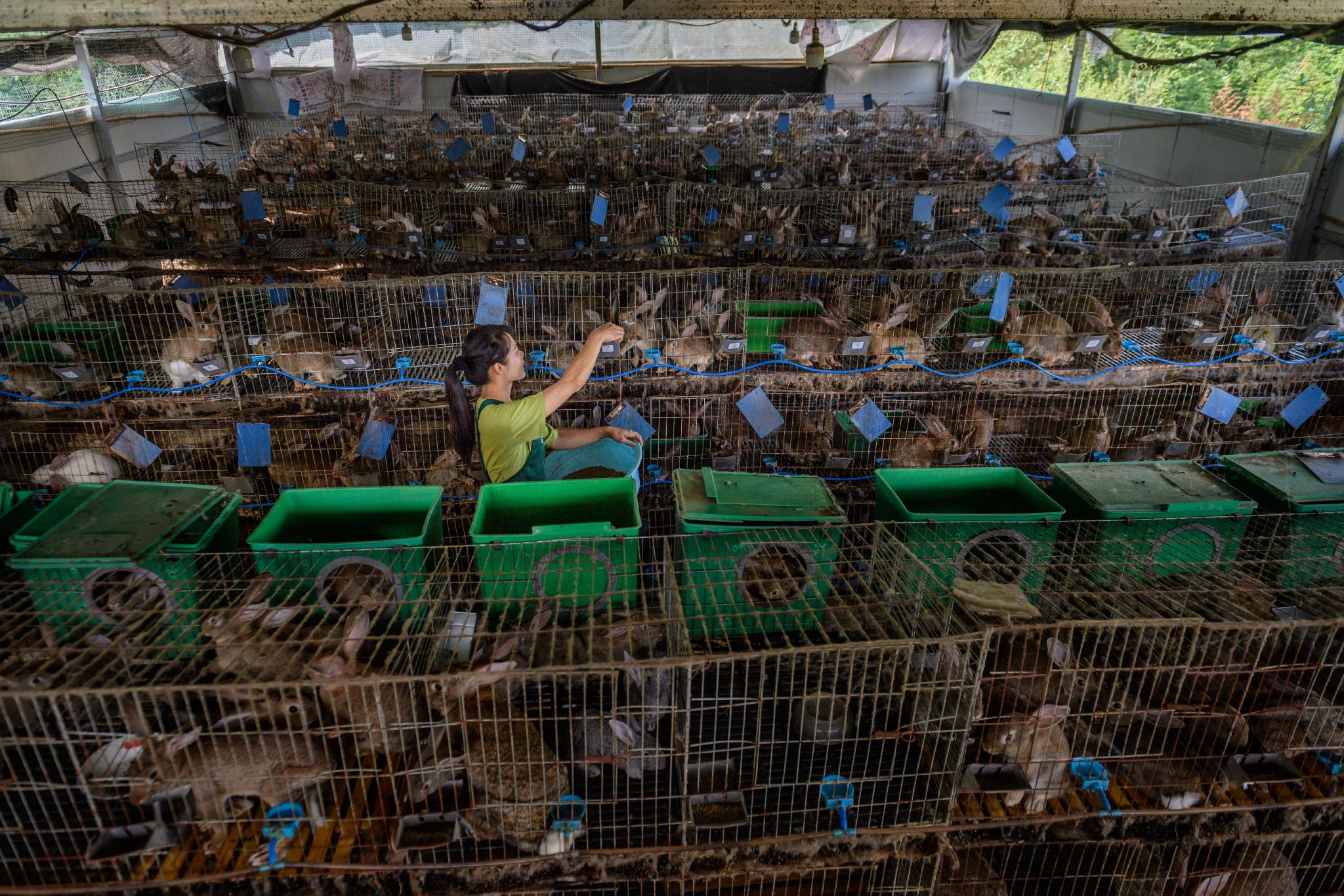 逃离大都市,85后携夫还乡办兔场,外来媳妇变百万"金凤凰"