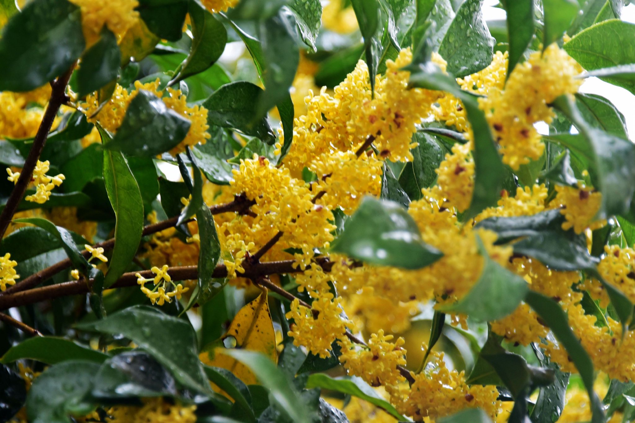 秋雨村头桂花香盛开在淅淅沥沥的秋雨中江苏无锡锡山区锡北镇