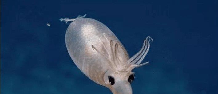 非常稀有的小型乌贼像是小猪一样可爱