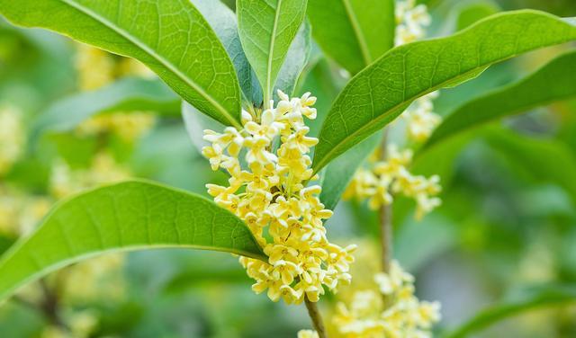 冷知识:不可食用的桂花品种,你知道吗?
